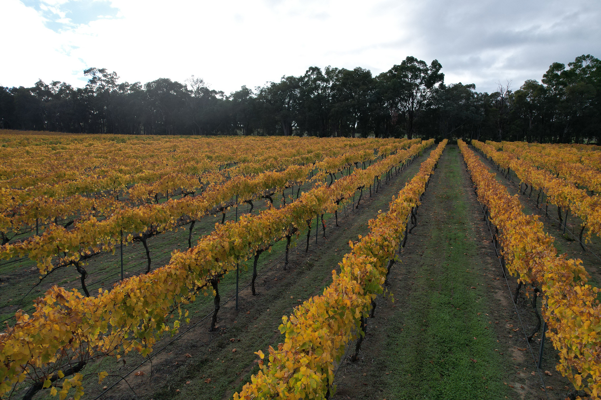Bungarra Wines