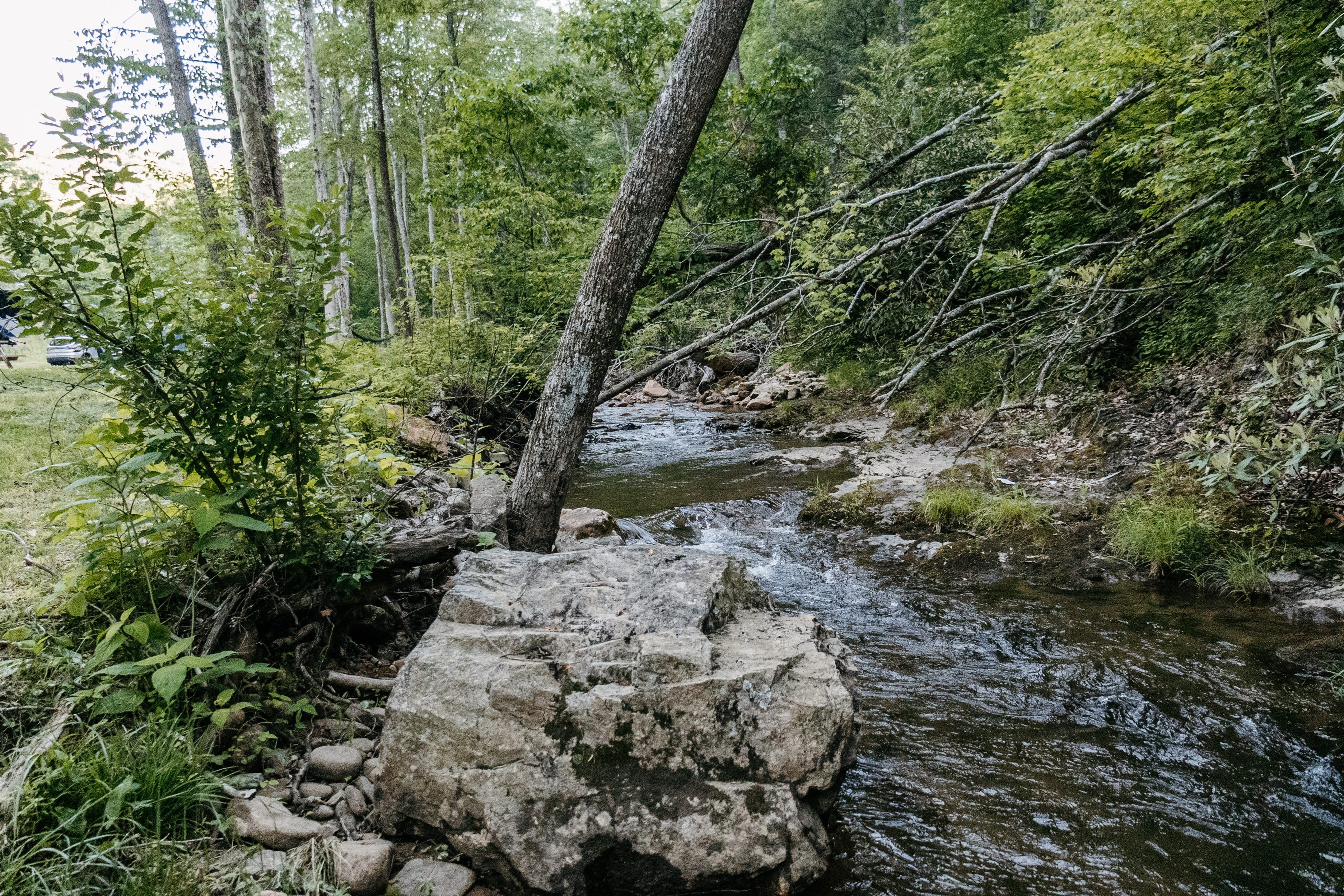 Camp Cressy Creek