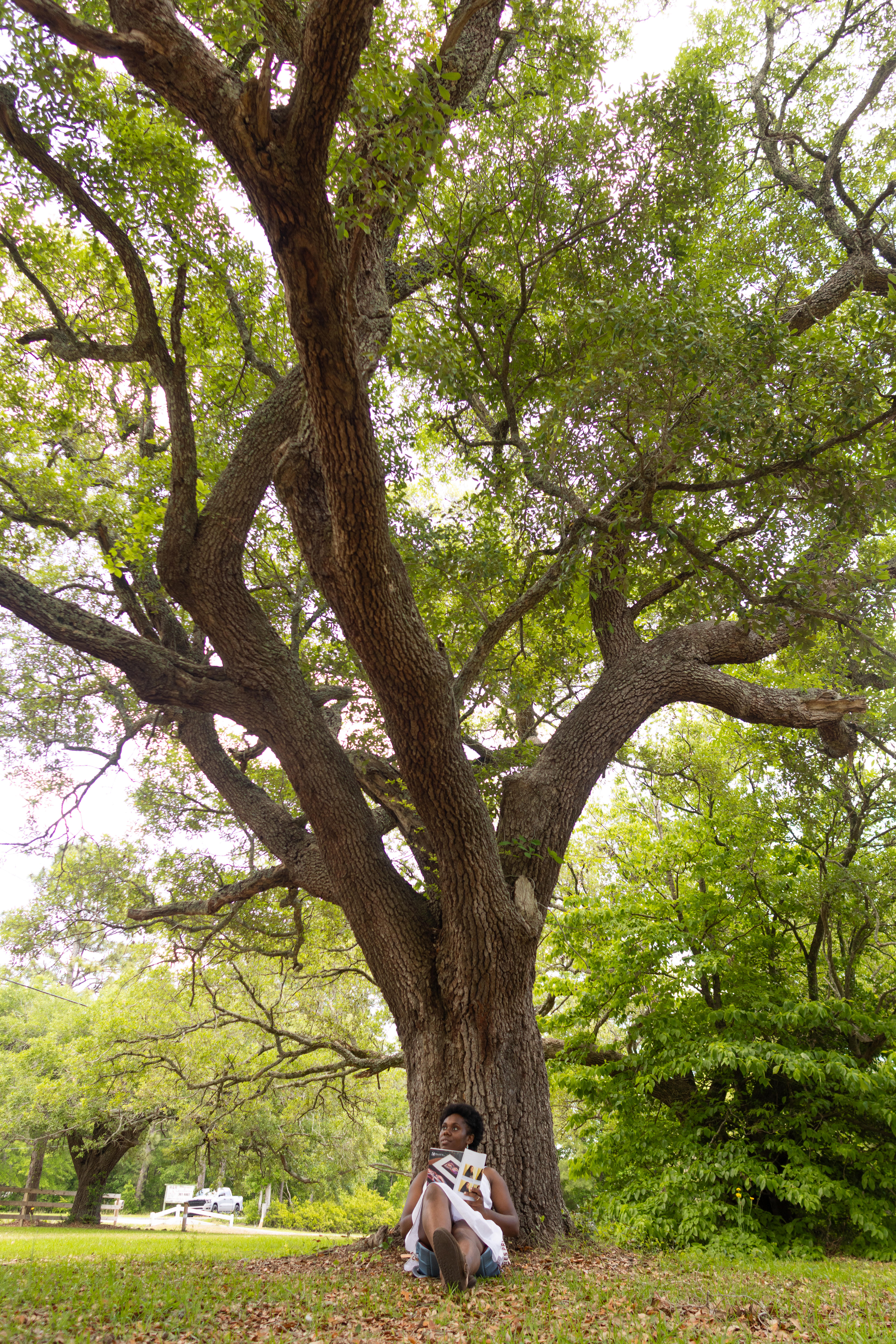 Live Oaks Farm