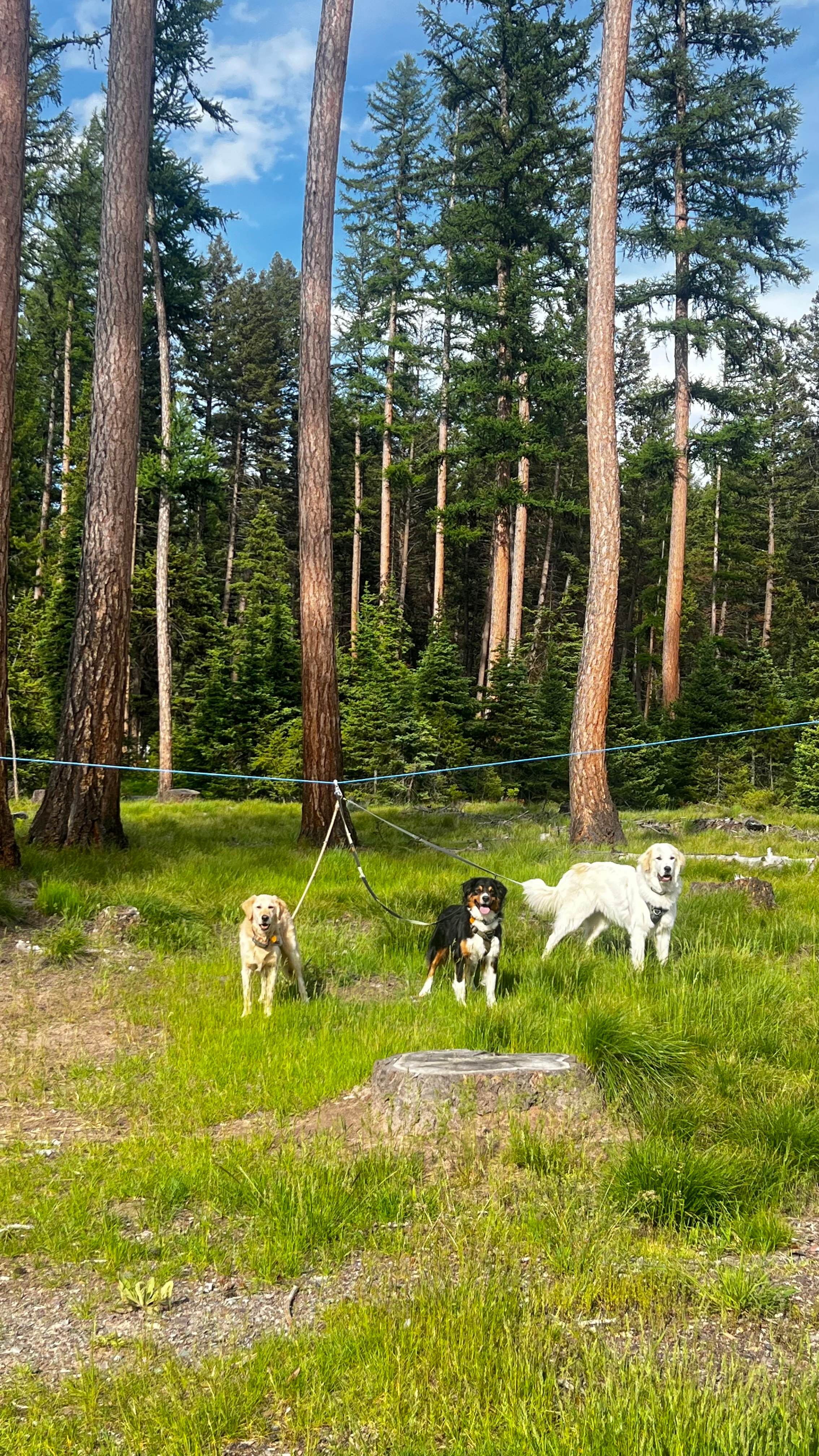 Lolo National Forest