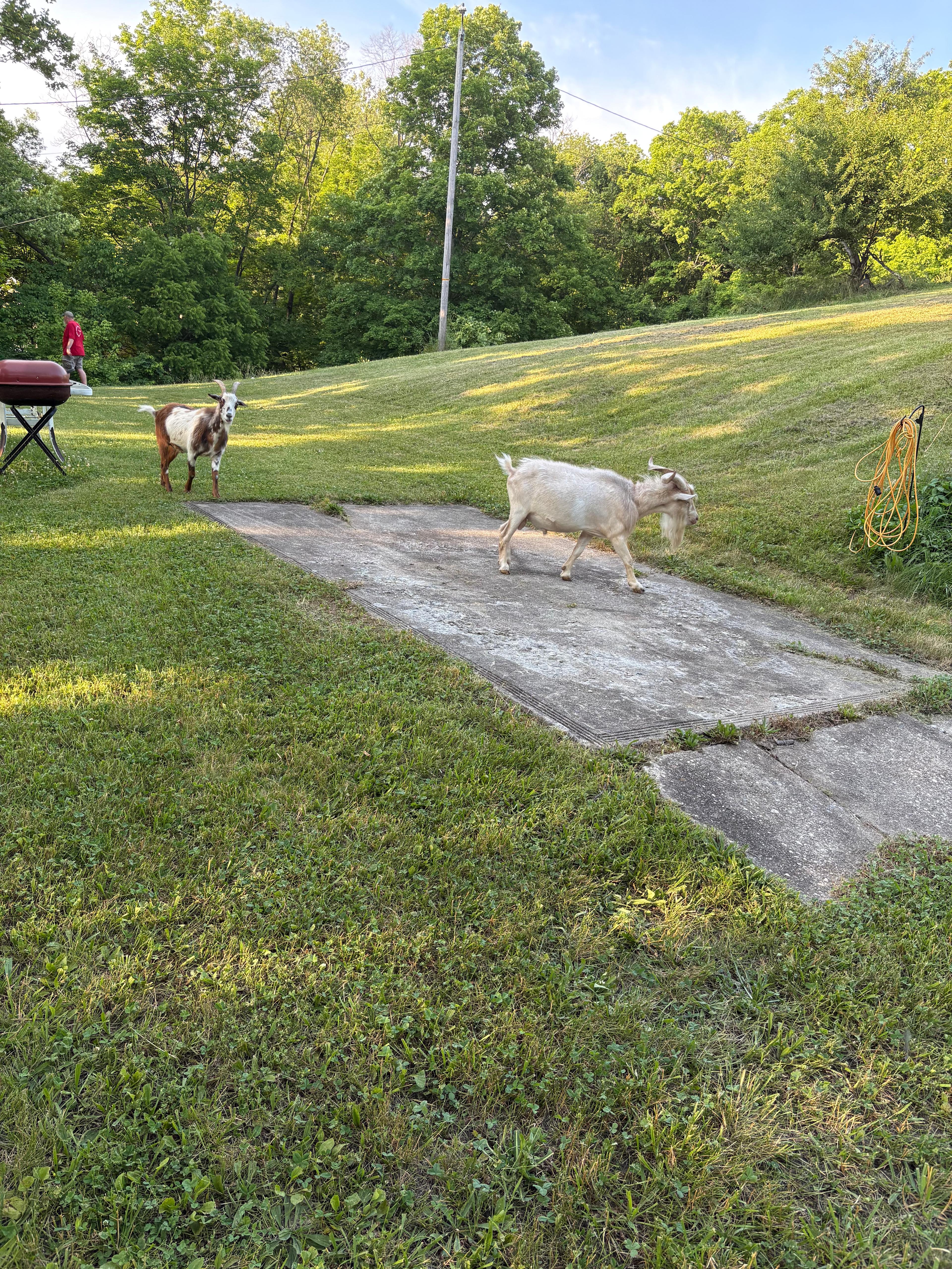 Deer Haven