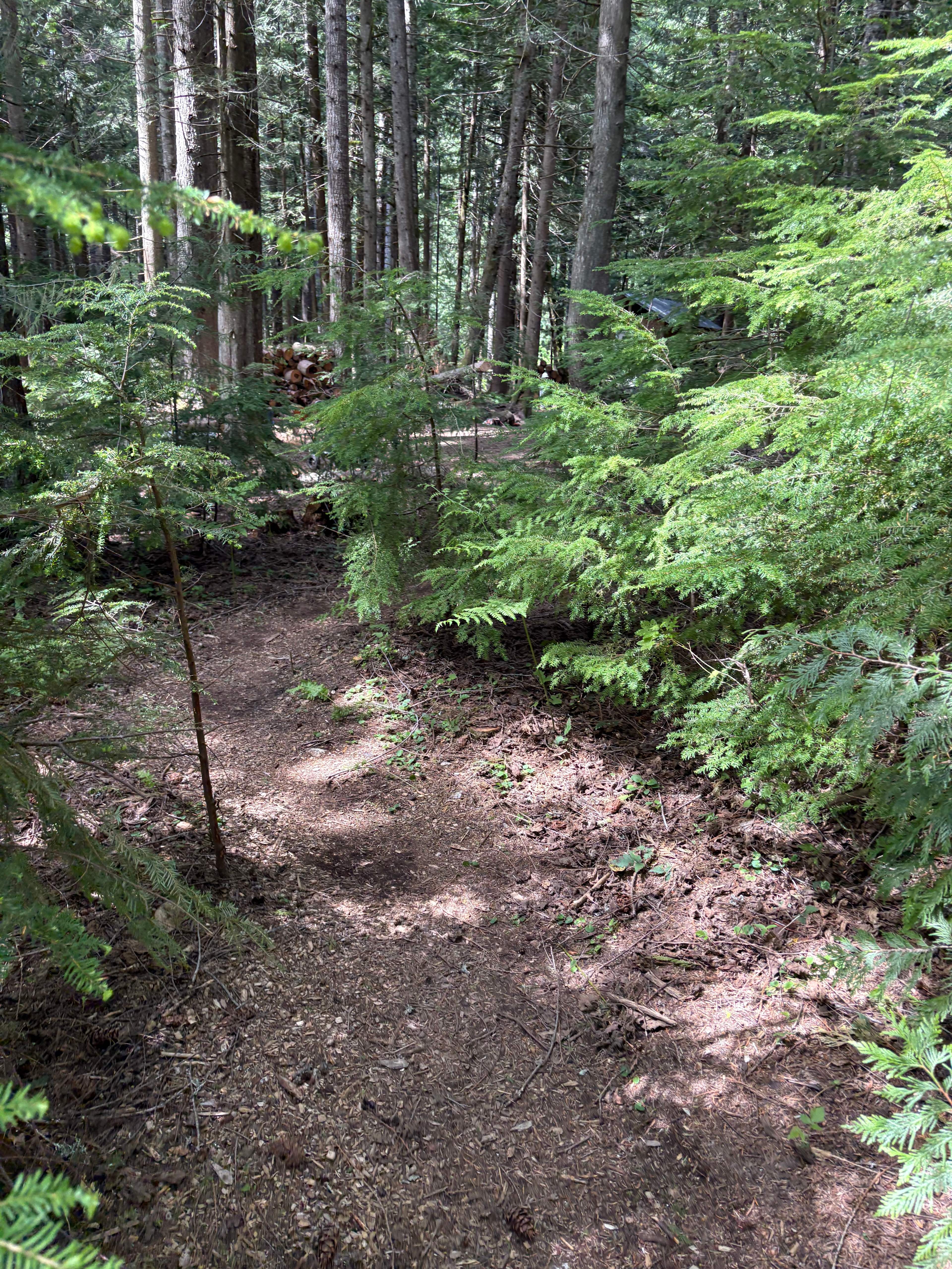 Scenic Cedars