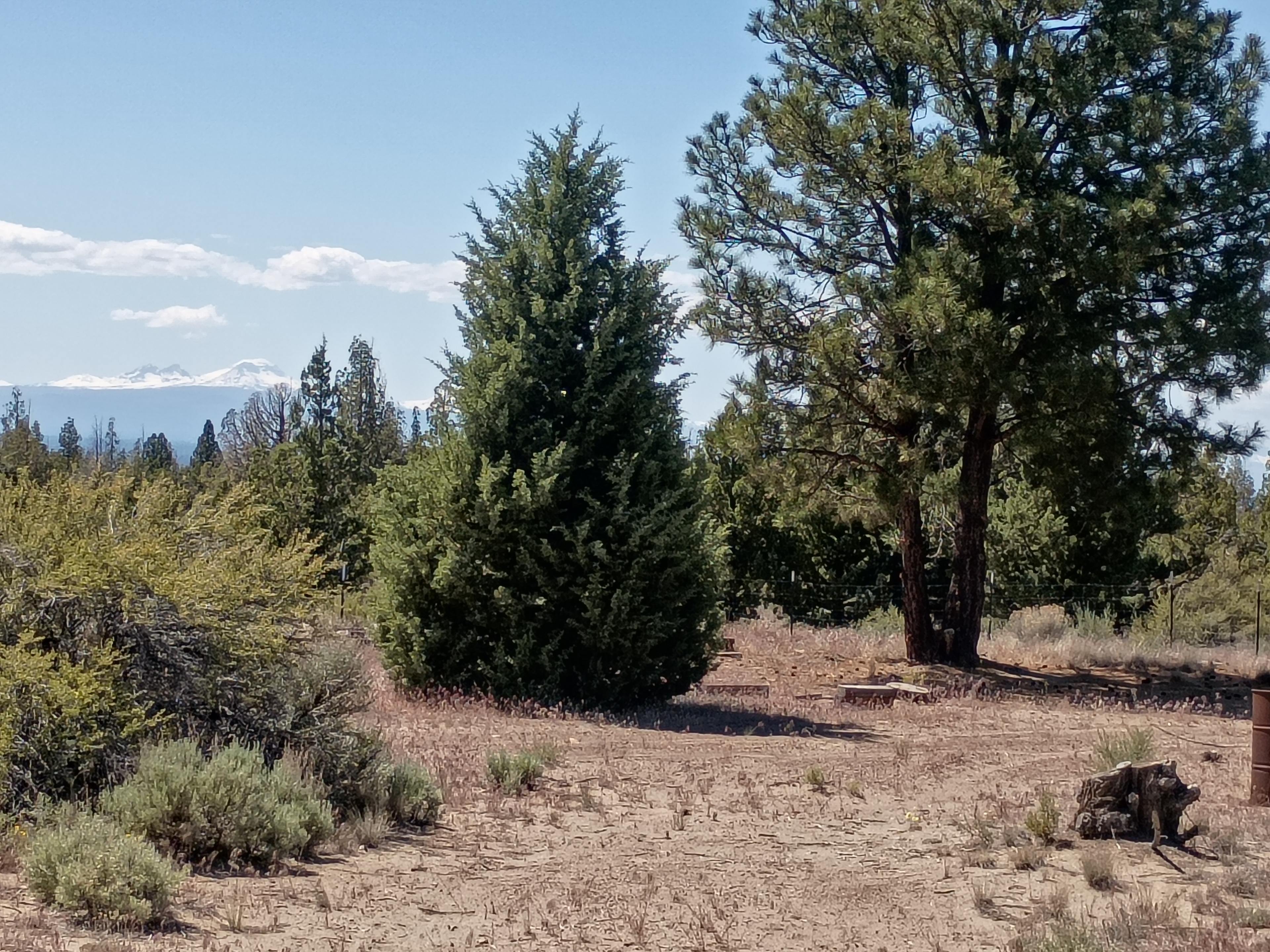 Under the Pines