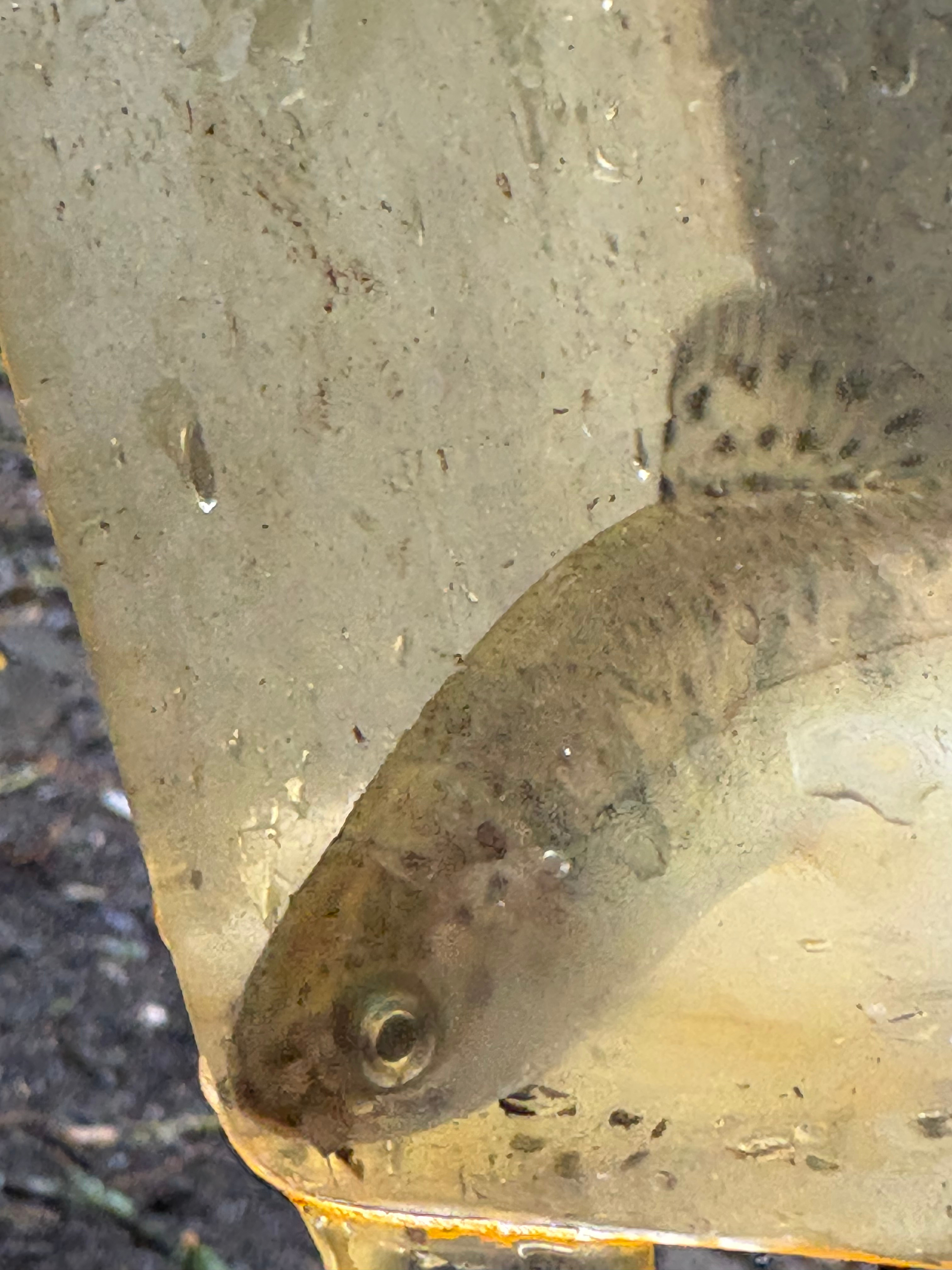 Trout 