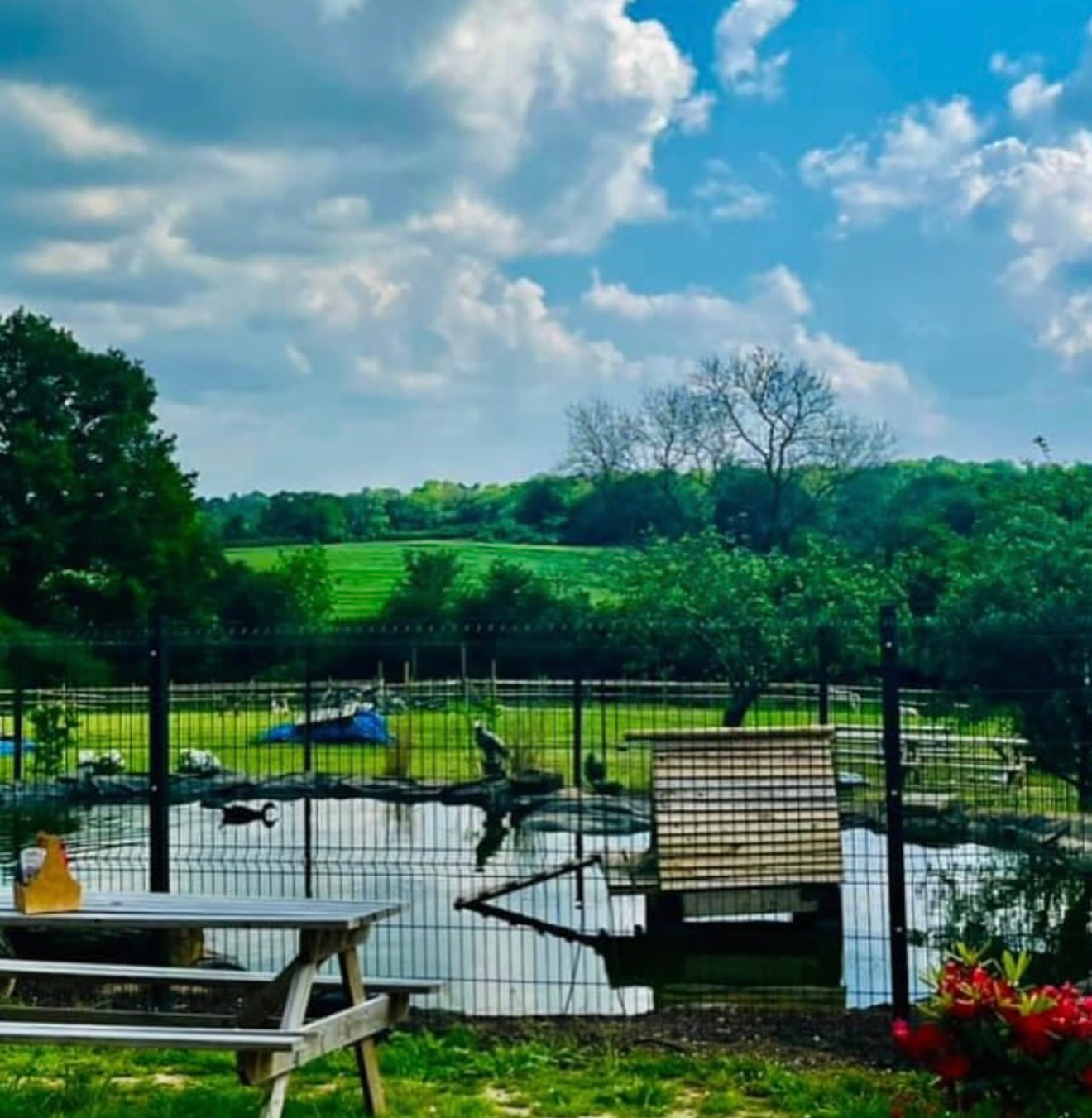 Animals on site