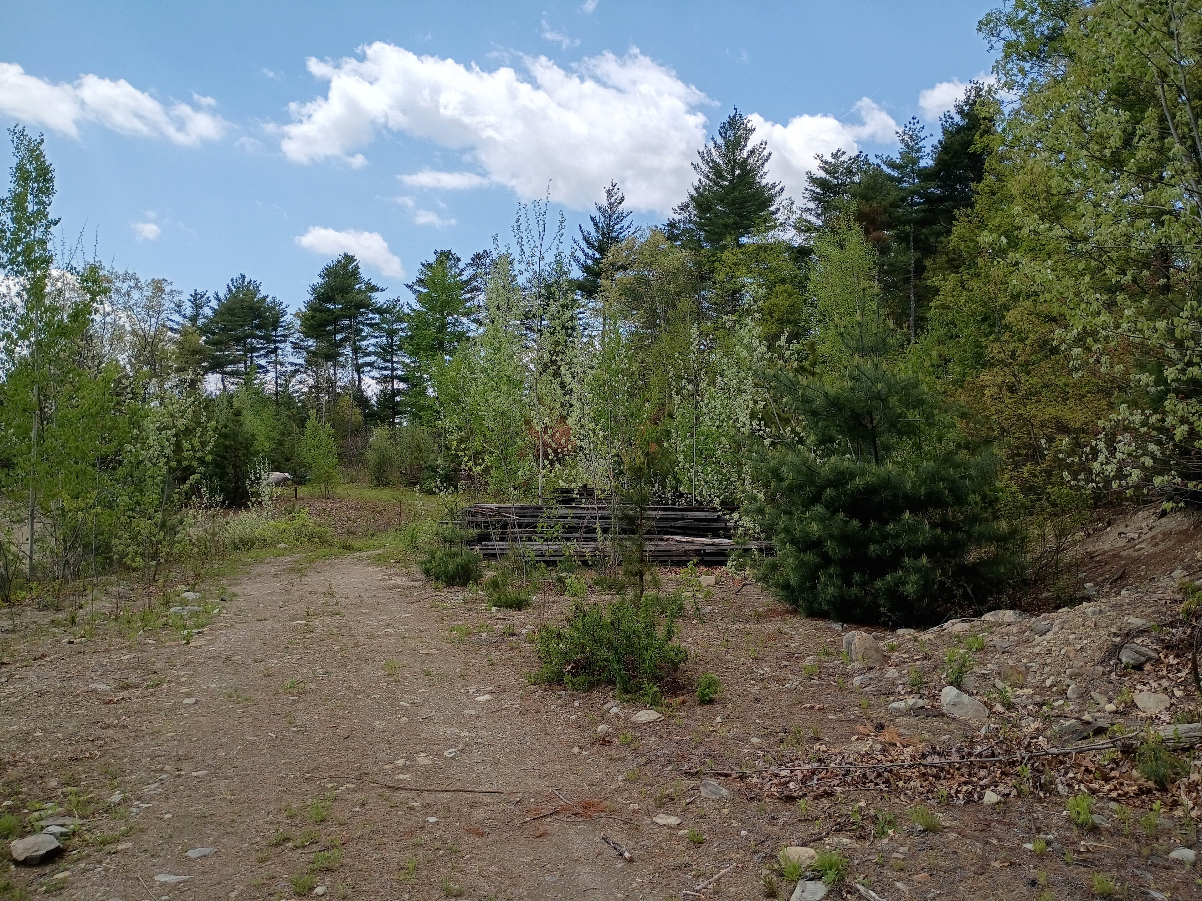 Silveus Christmas Tree Farm