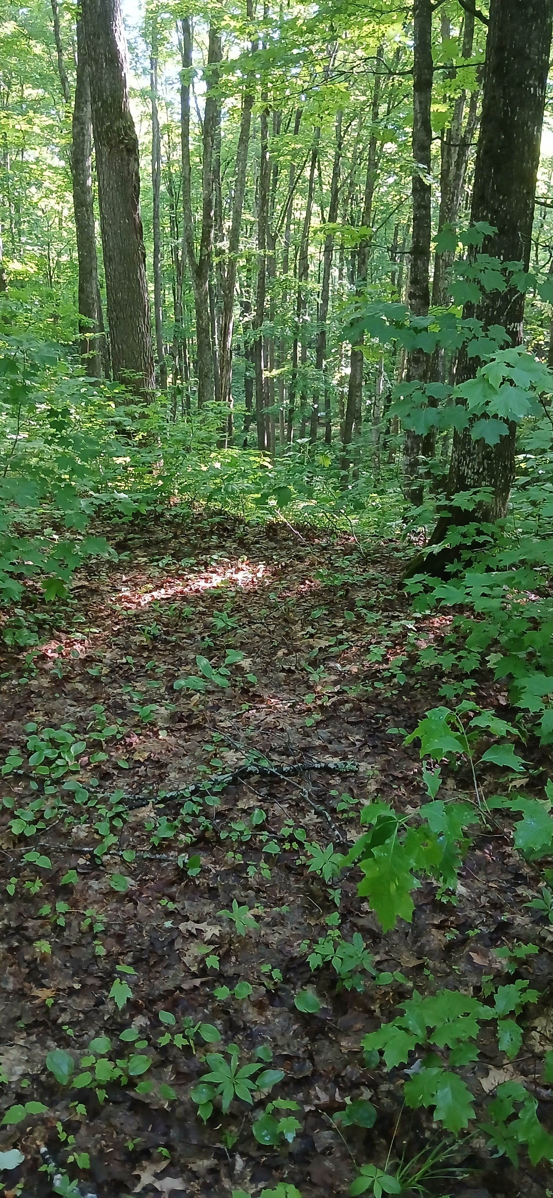 Tent site for Deer Creek Overlook One
