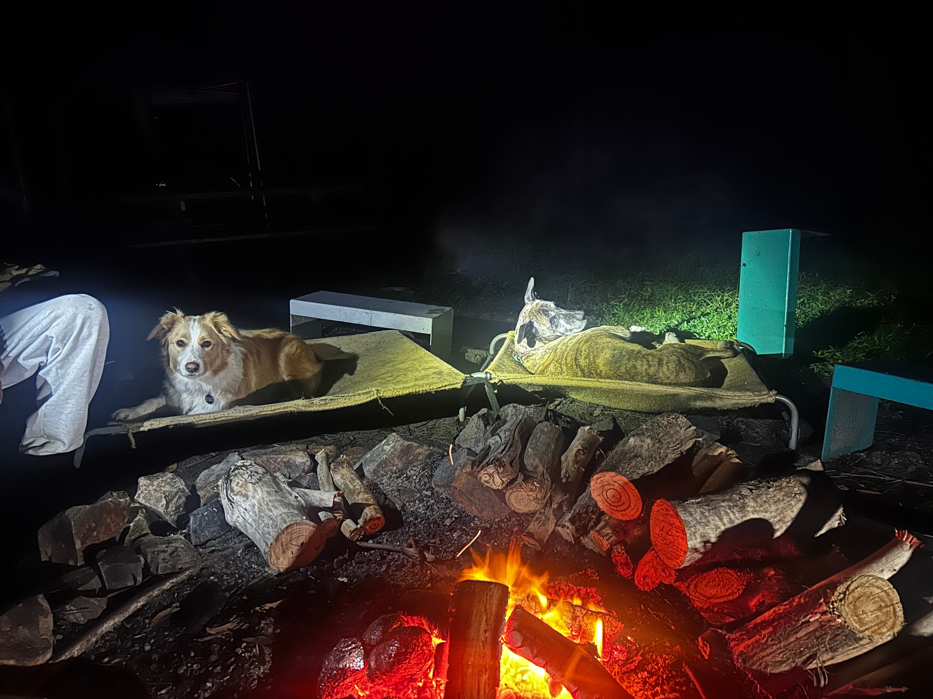 Dog friendly camp ground 