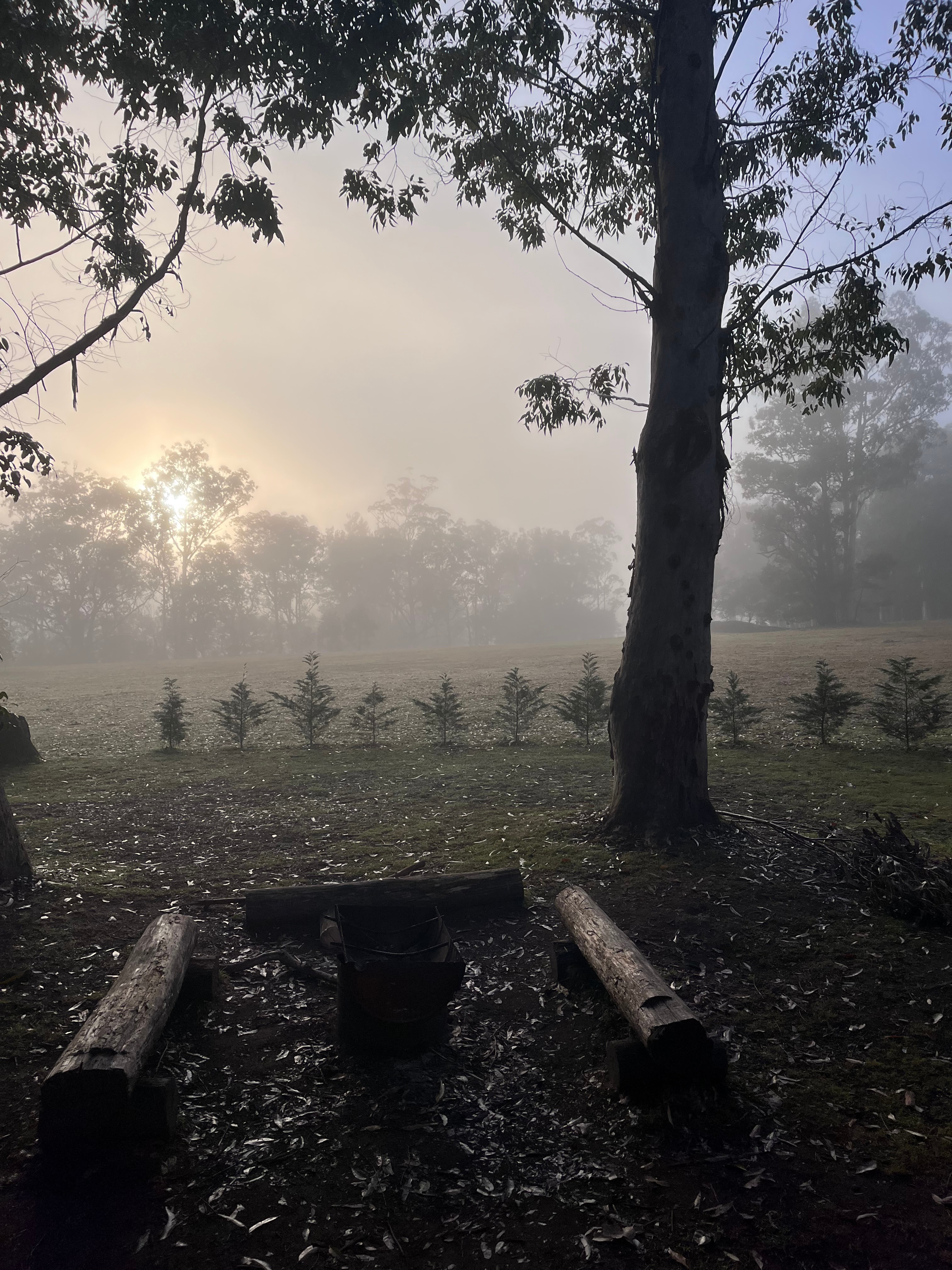 Misty morning