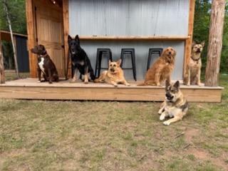 All the family dogs 