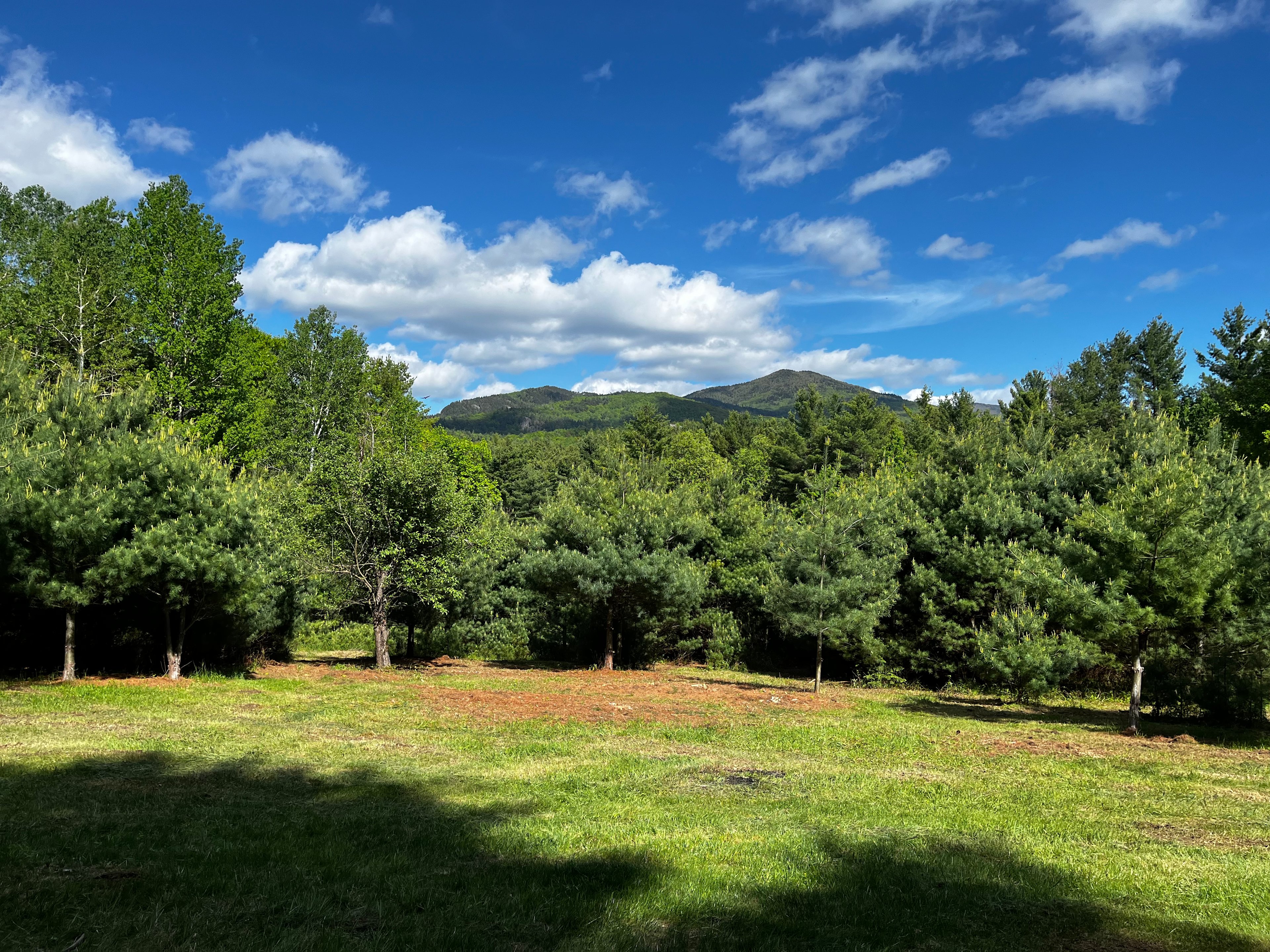 Trumbull Pines