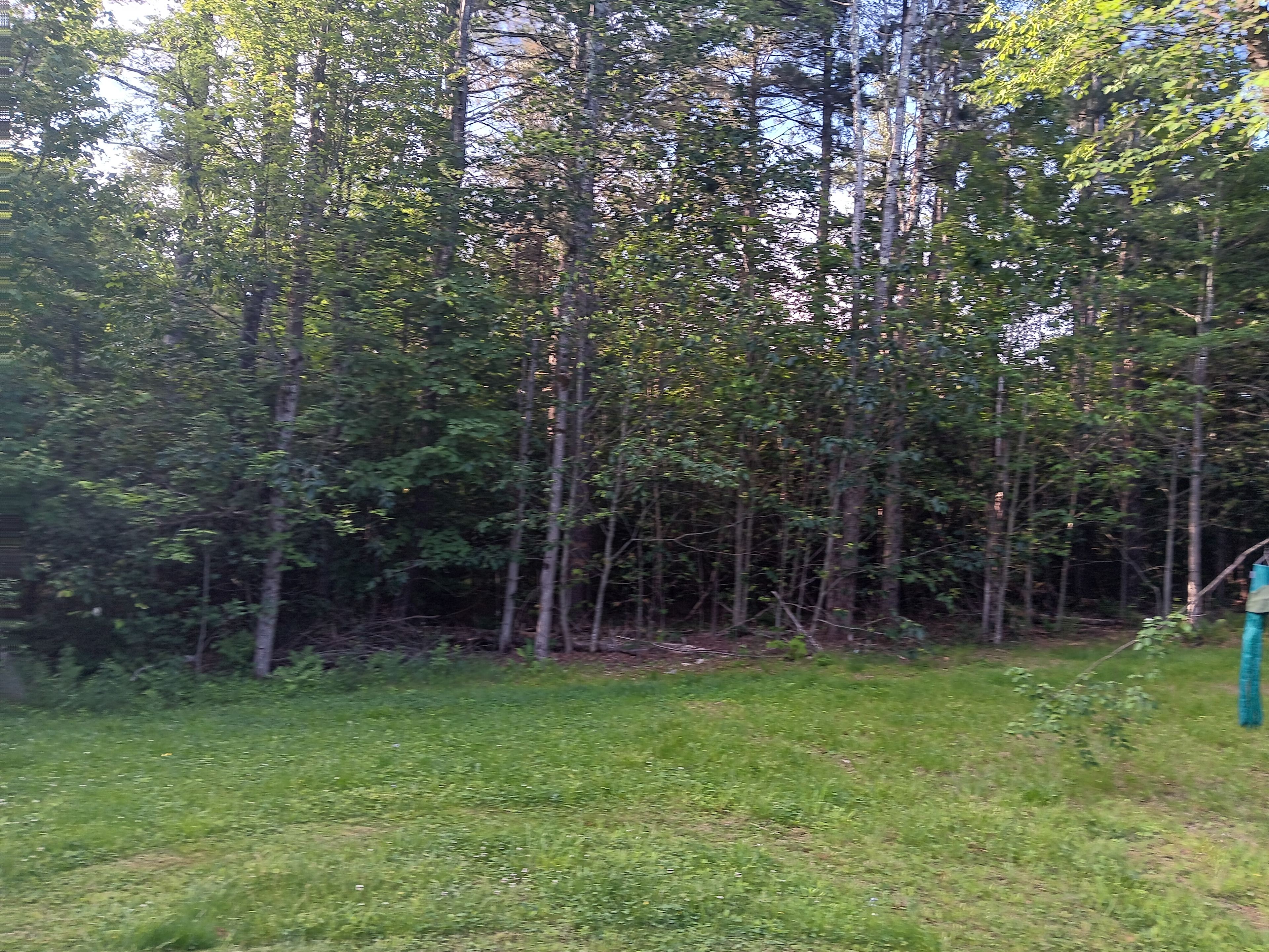 Sacred Woods