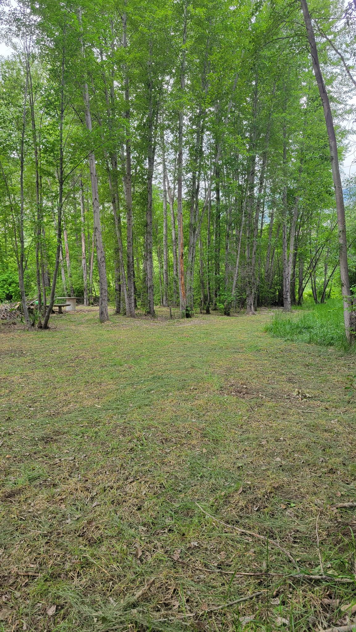 Beneath the Pines