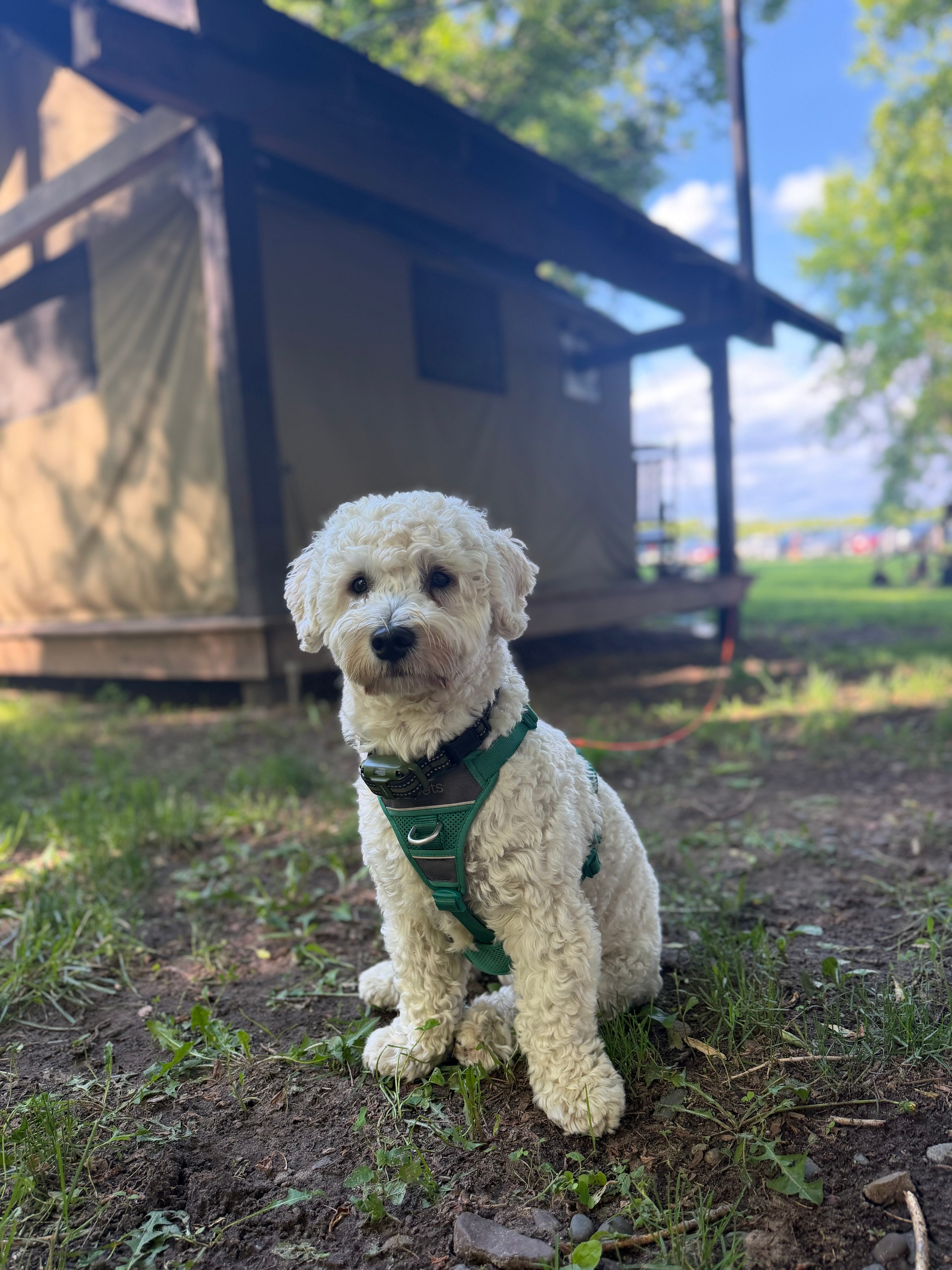 Dog friendly 