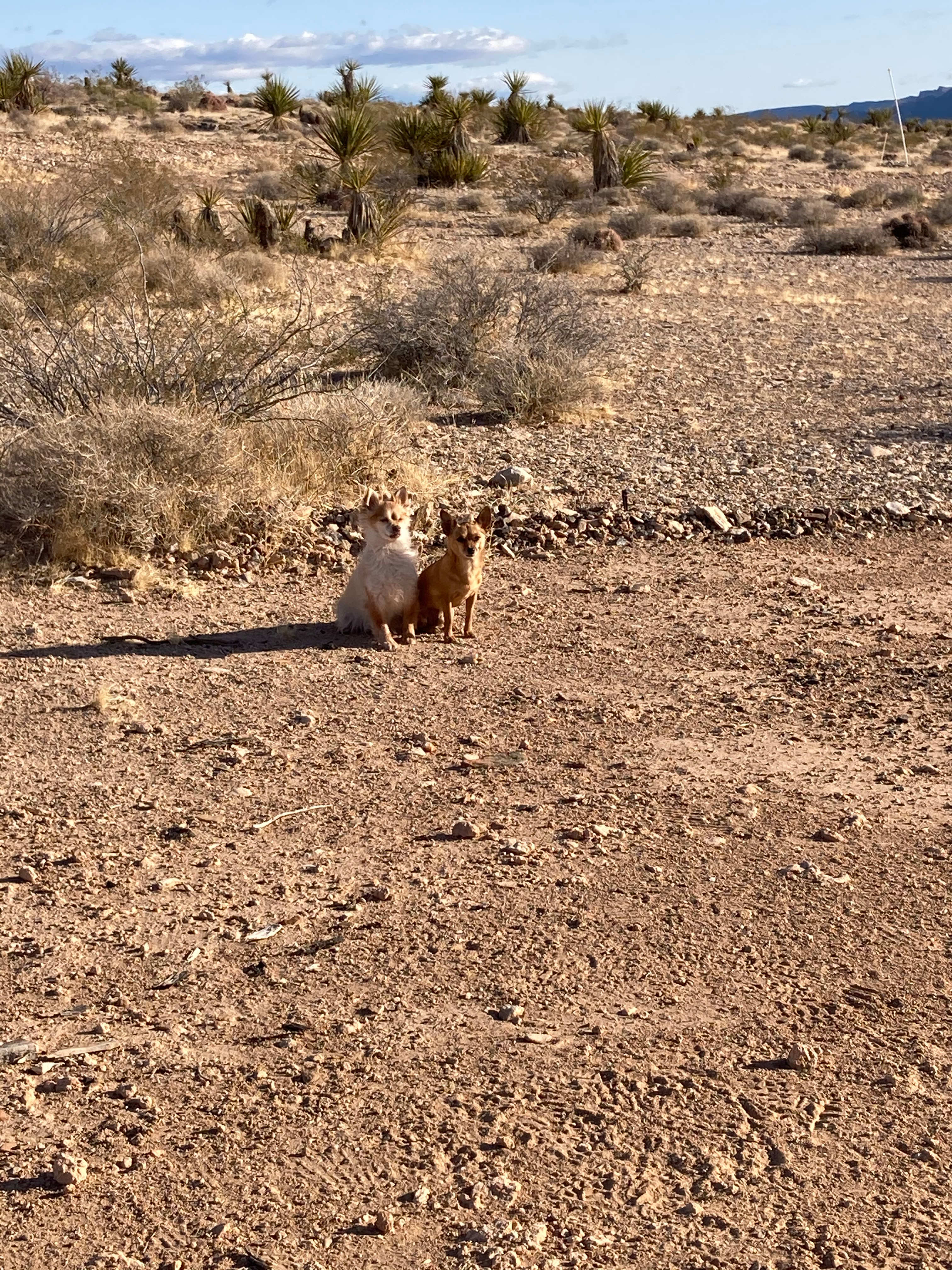 Primitive Desert Camping