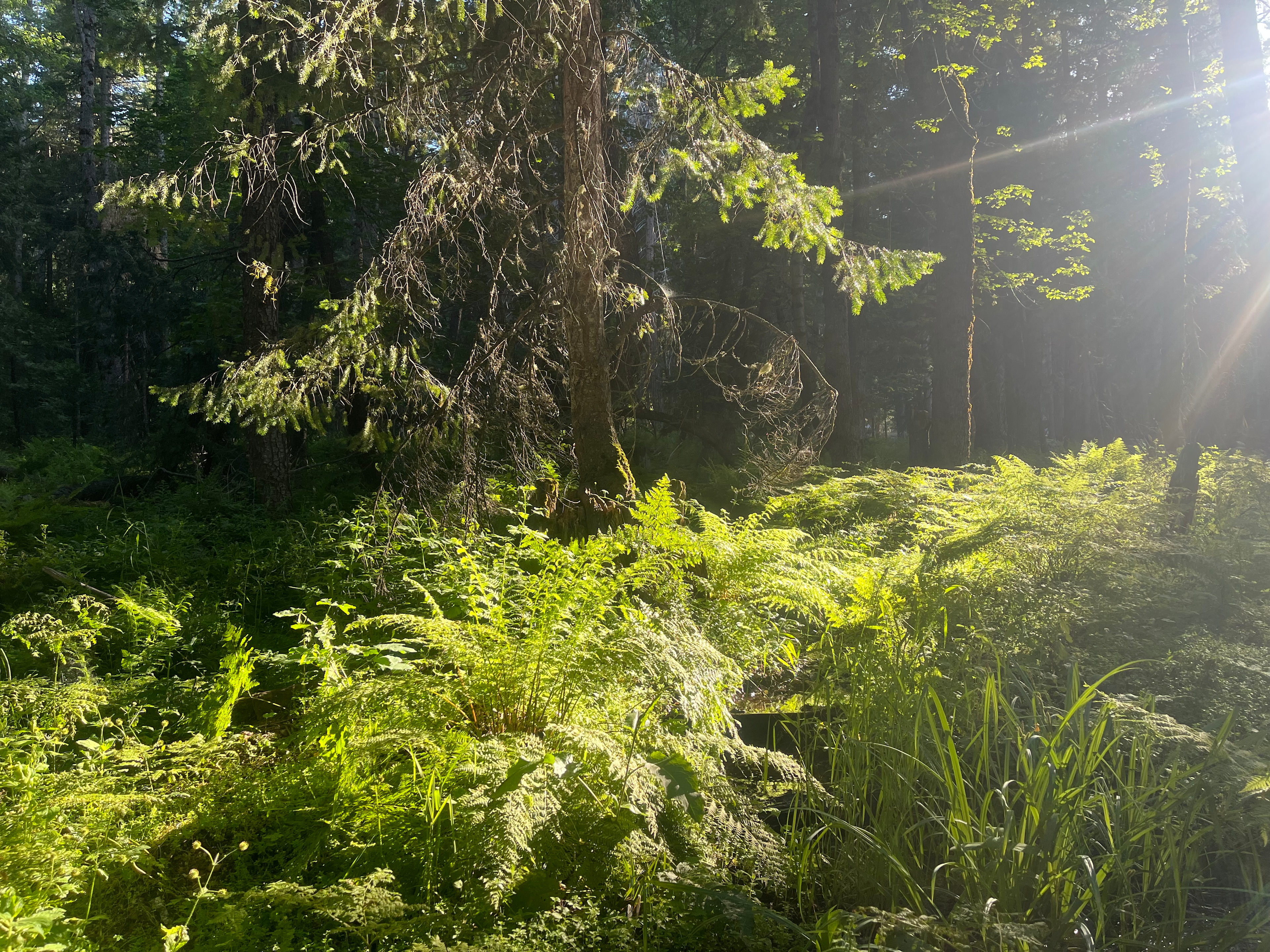 Red Fir Homestead