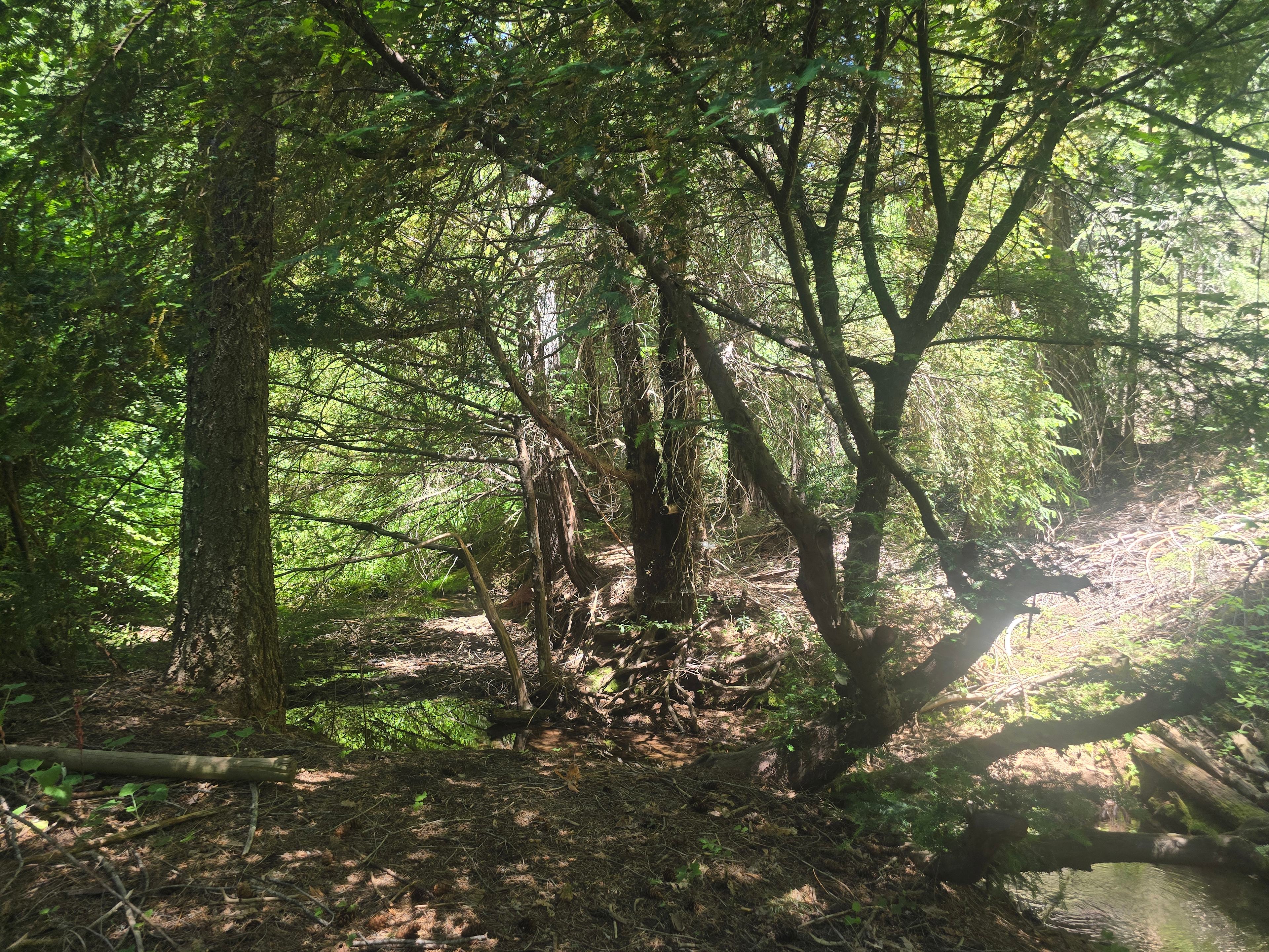 Mobley springs