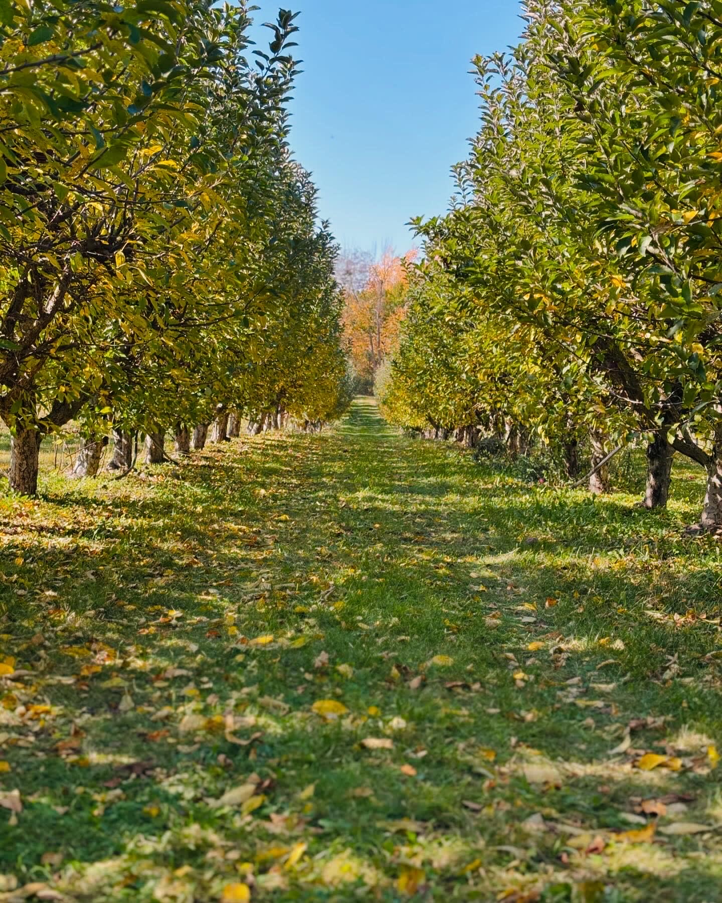 Armstrong Orchard & Spoonlickers