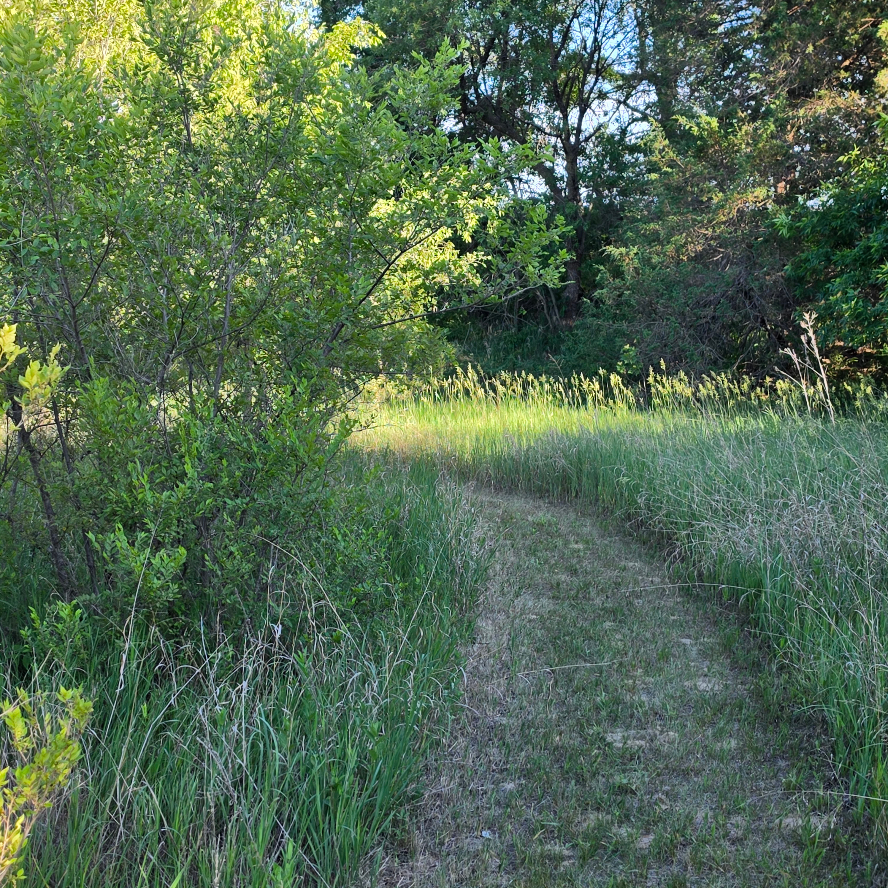 Mowed walking trails.