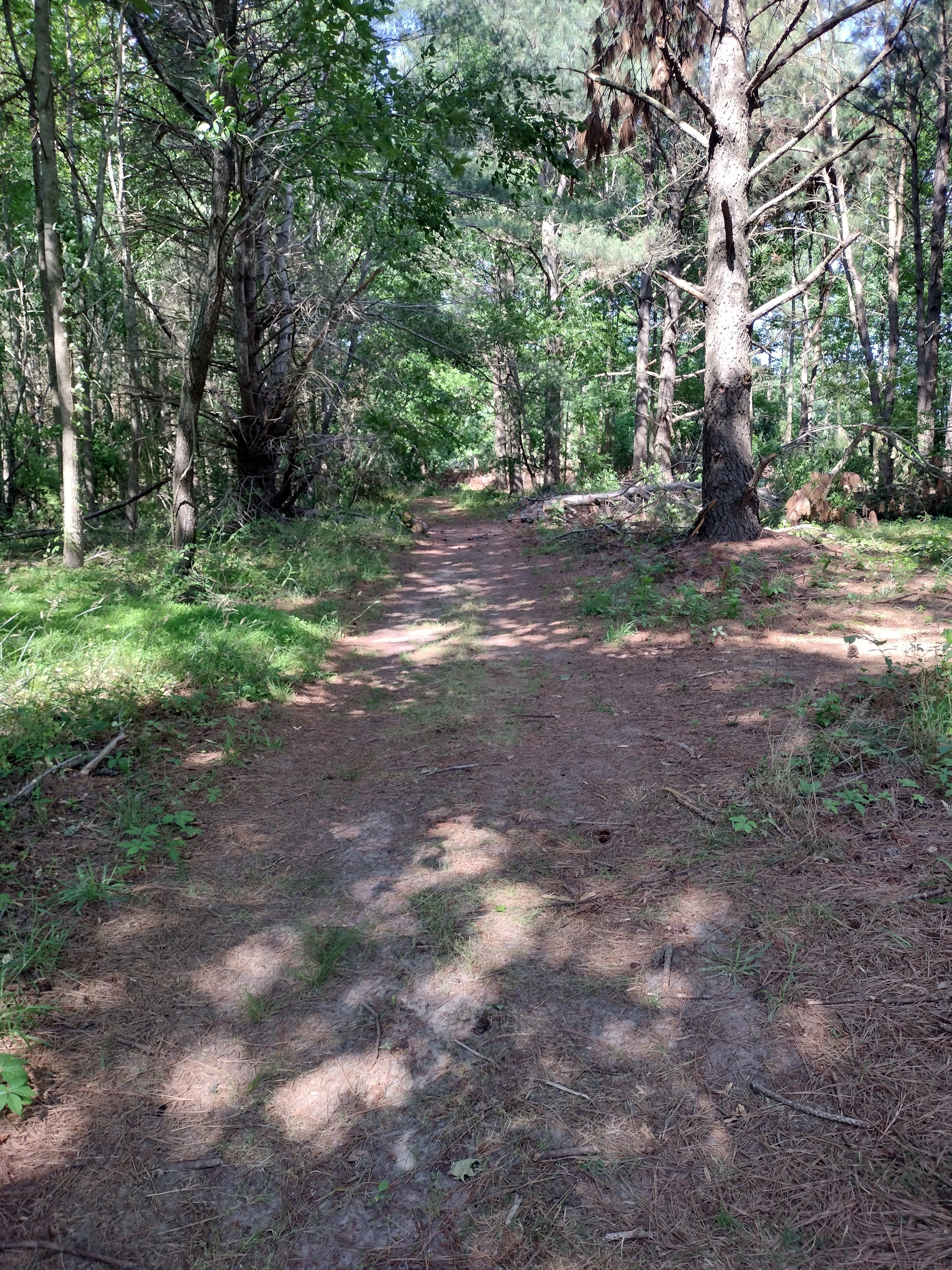 Drifted Pines