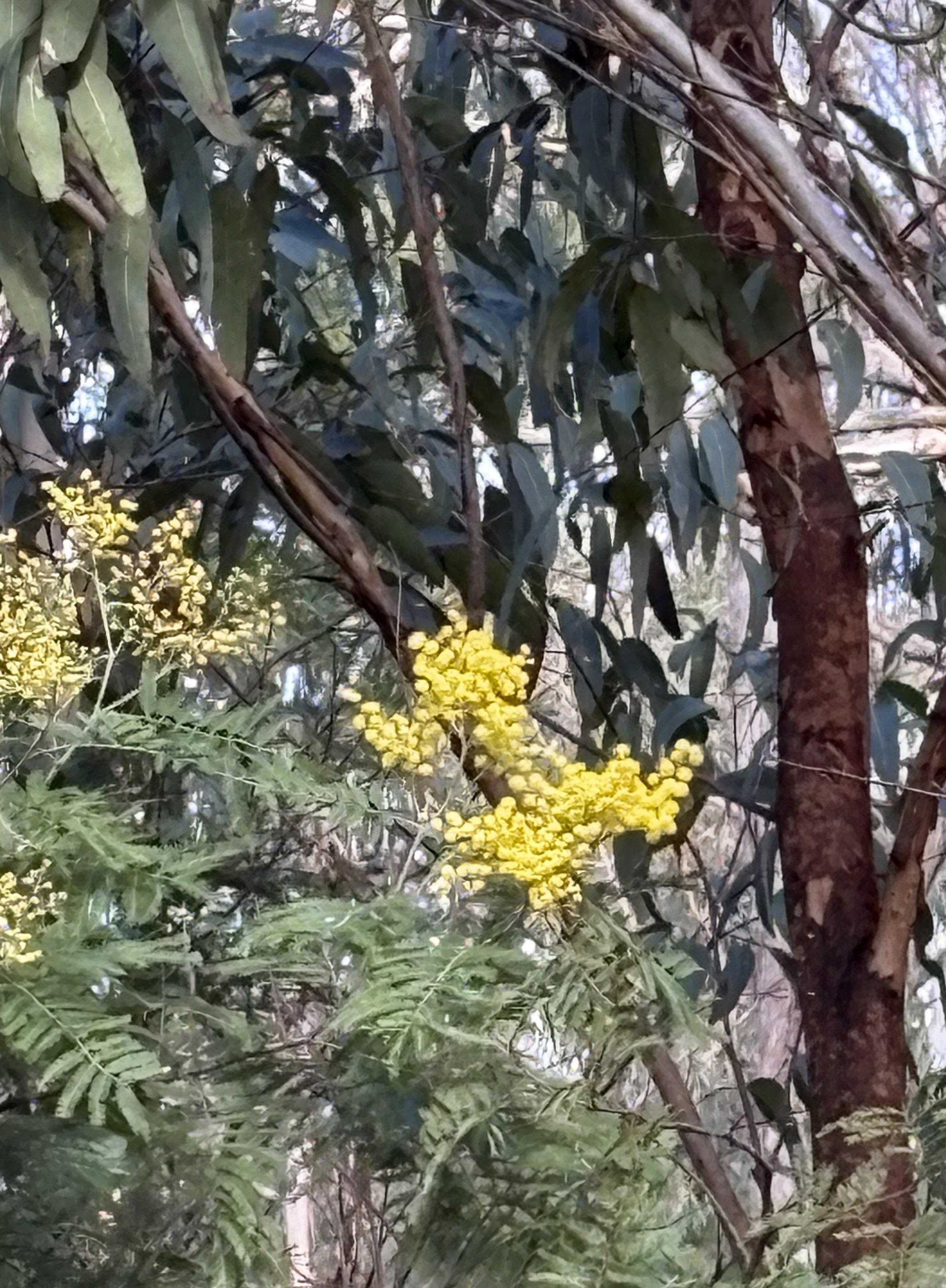 First Gold ! Not quite the Socceroos. Wattle netted 17 June. Wollombi Springs set to explode in Green and Gold