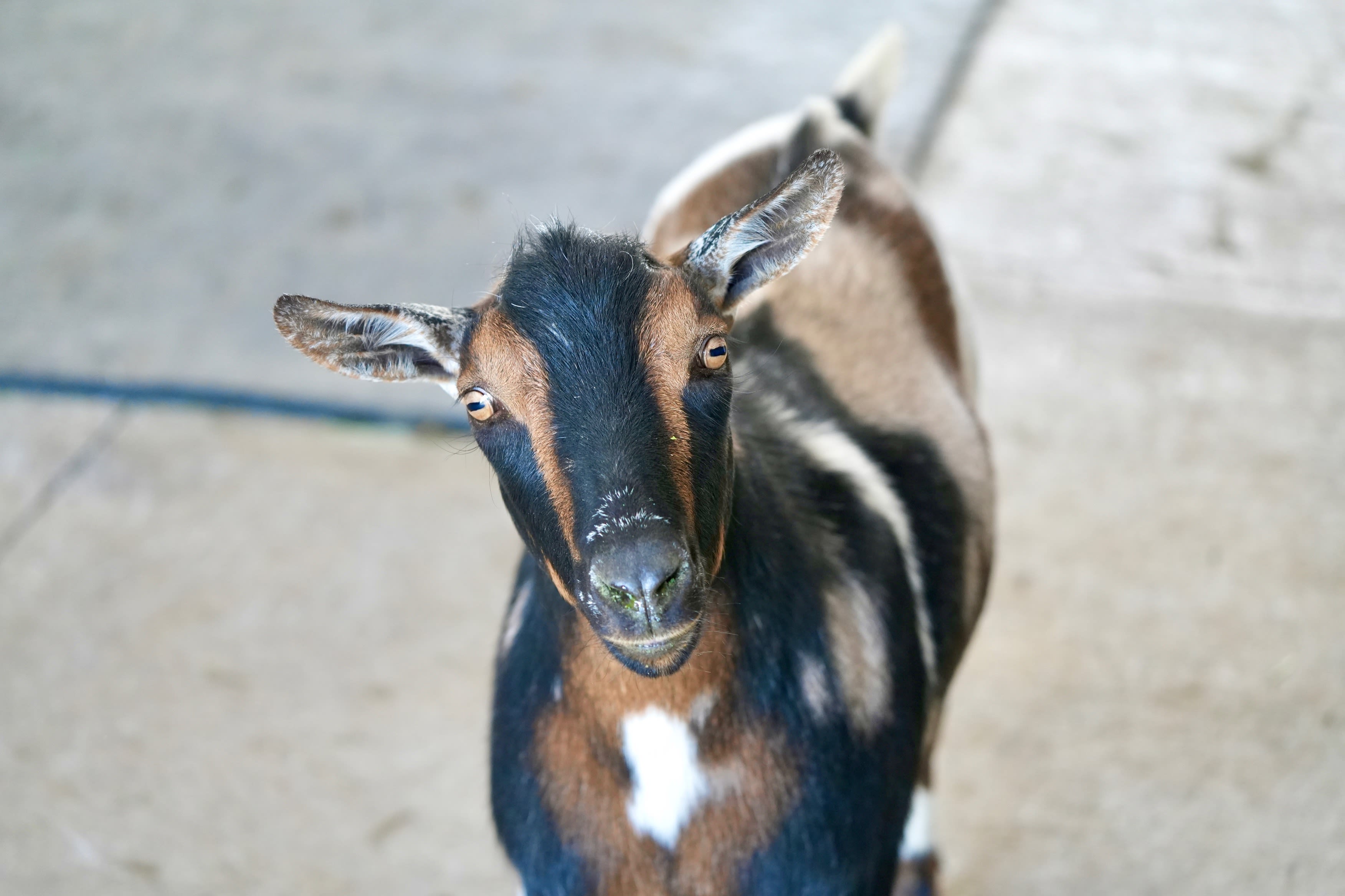 sparky the goat