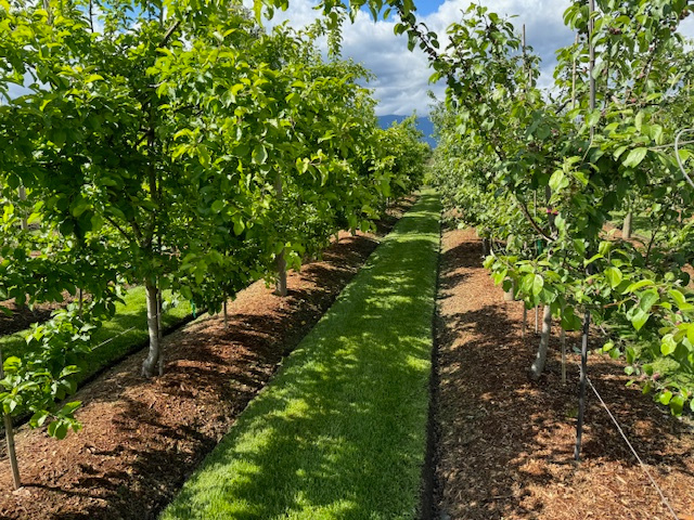 The Orchard