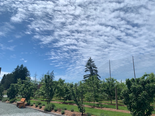 The Orchard