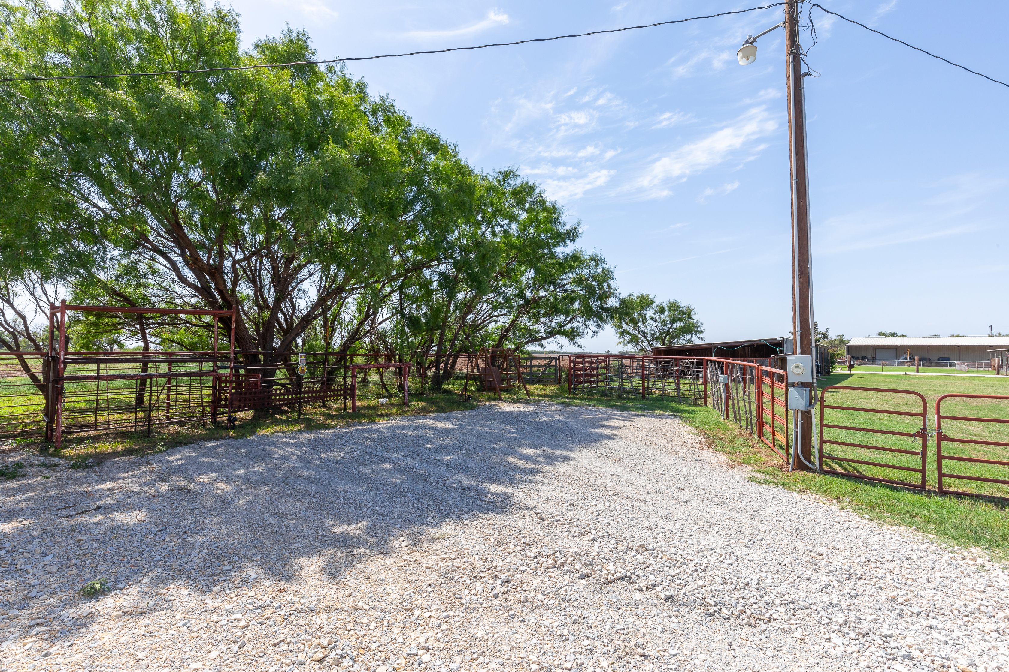 Sunflower Sky