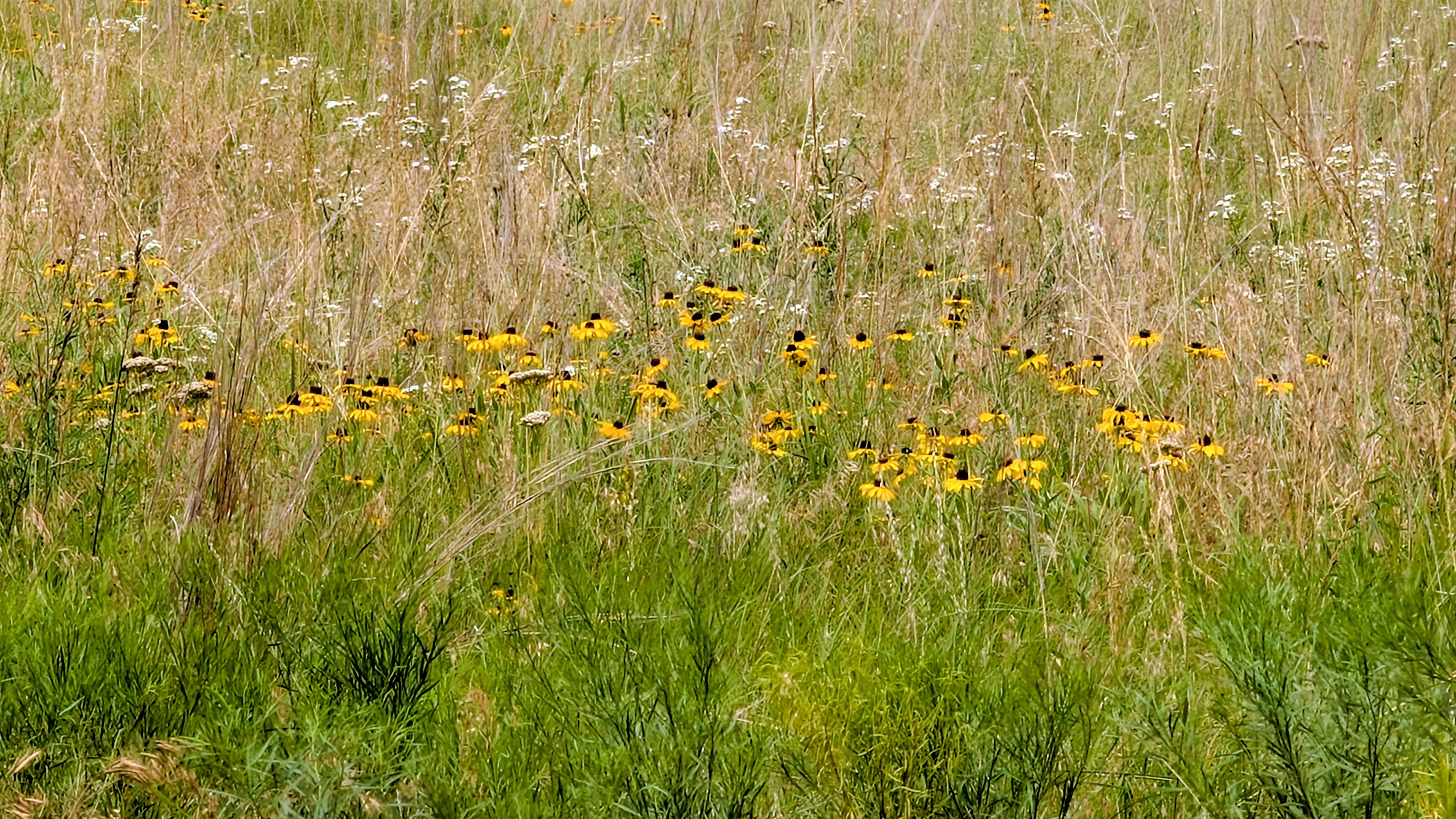 MST Ranch
