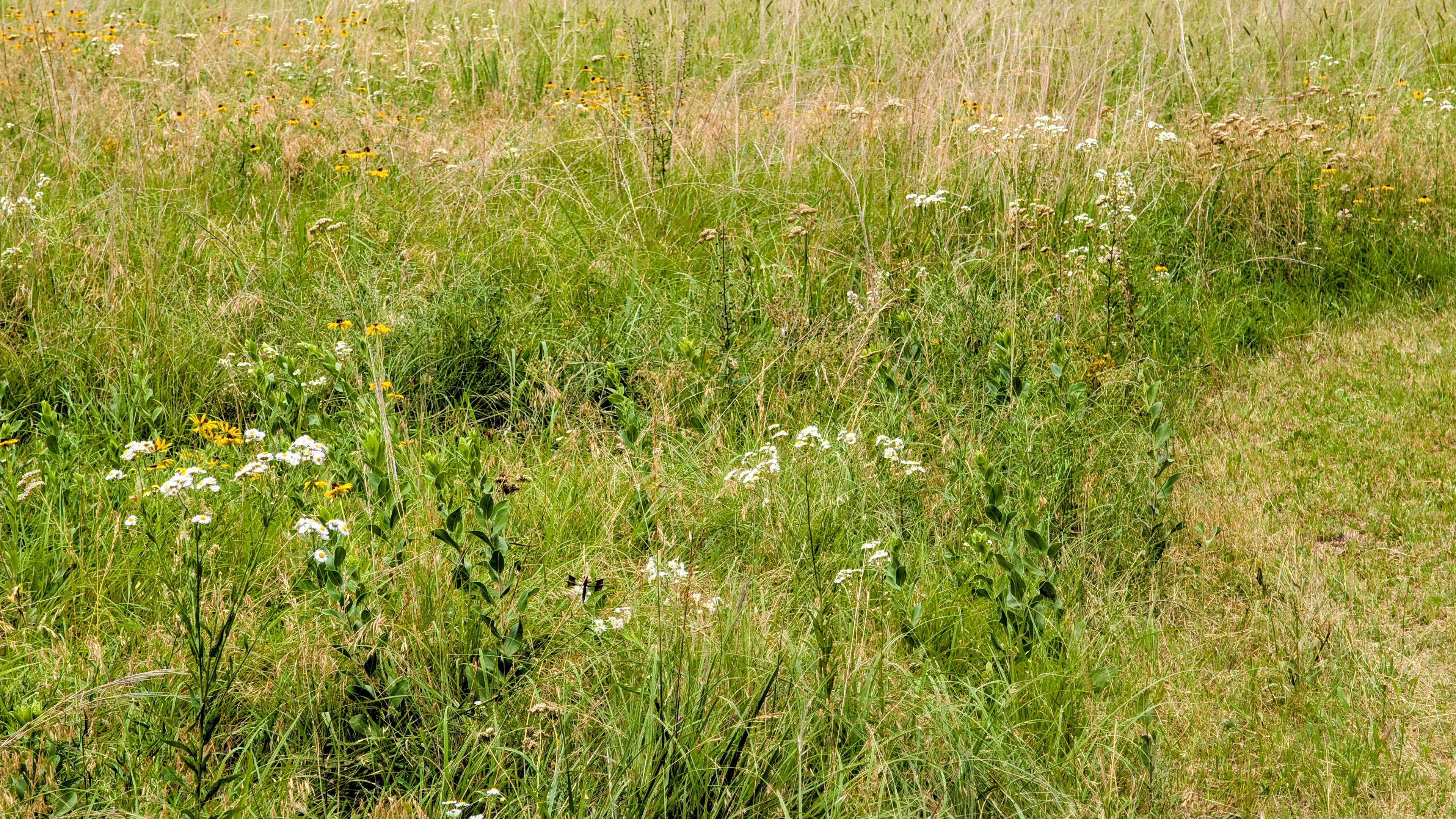 MST Ranch