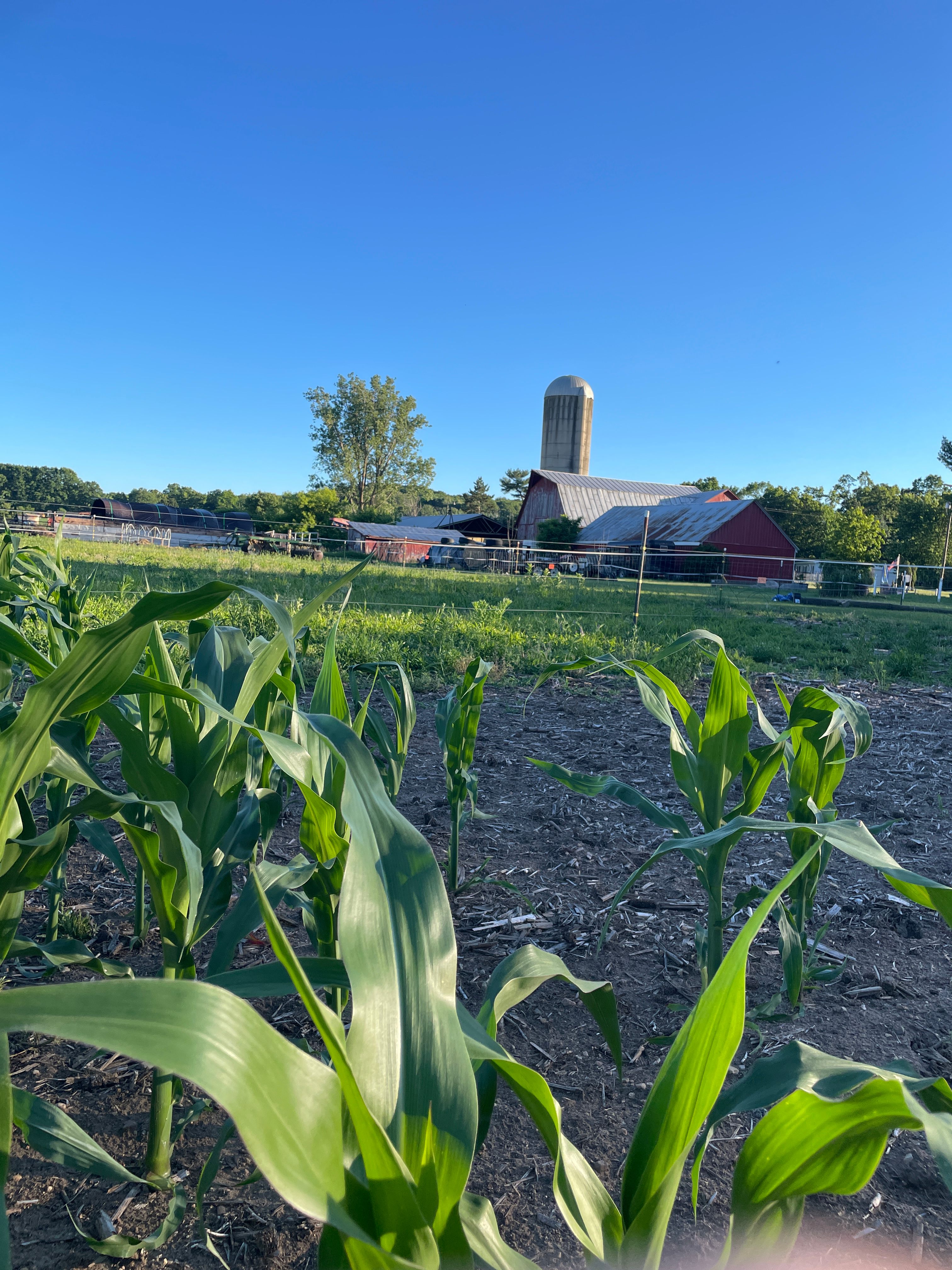 Camping at the farm