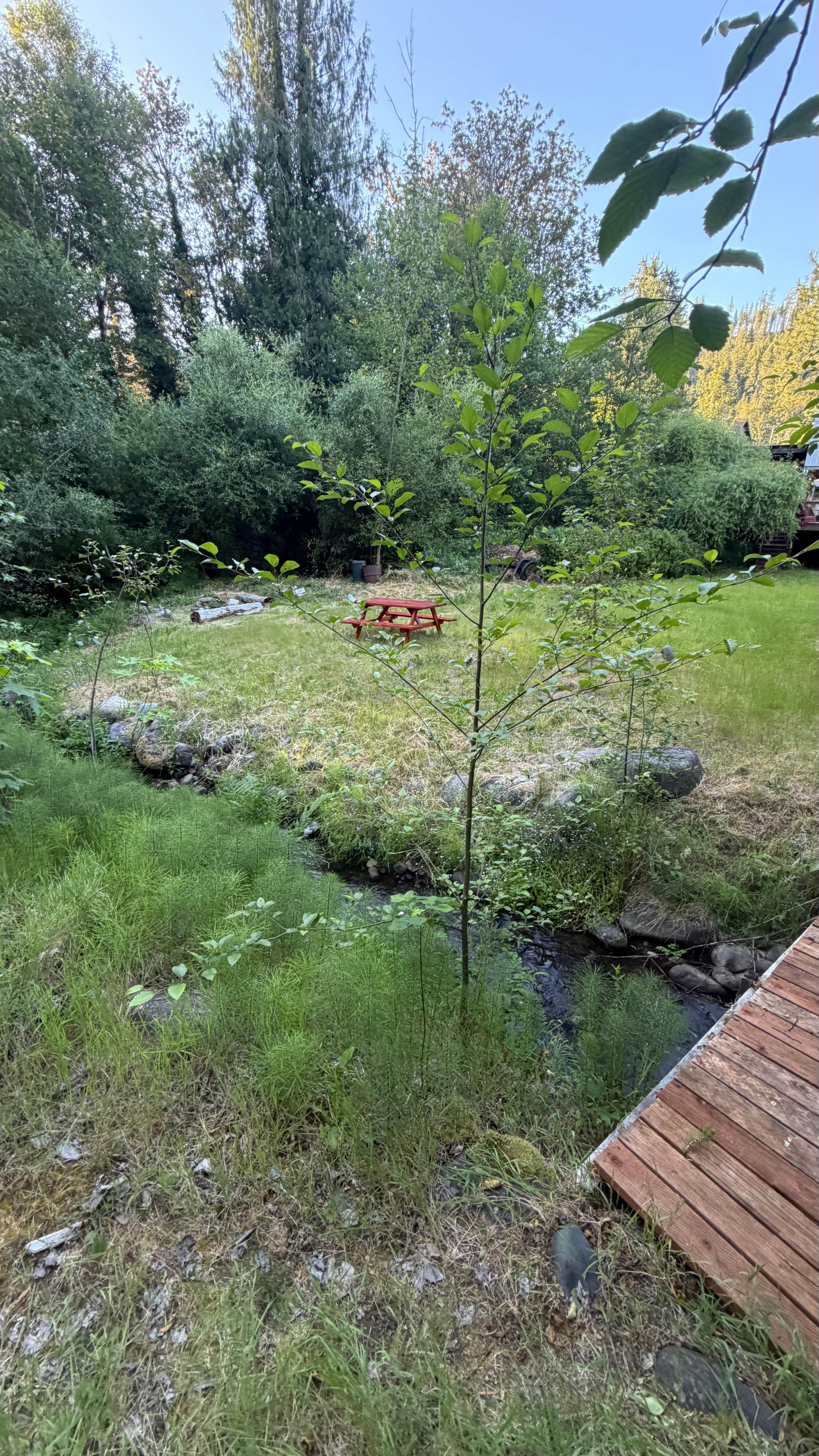 Camp Spot with river access