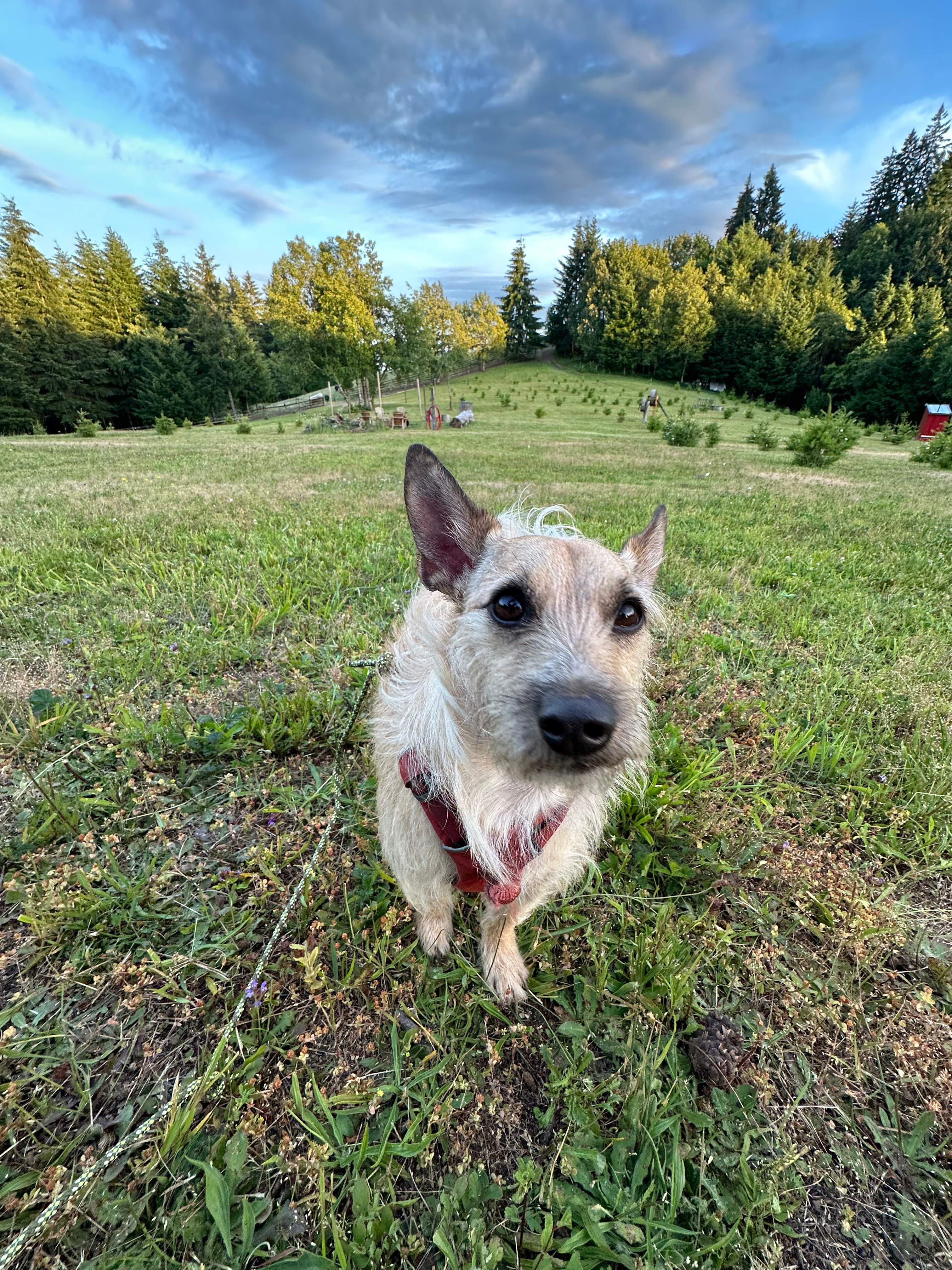 Acme Acres