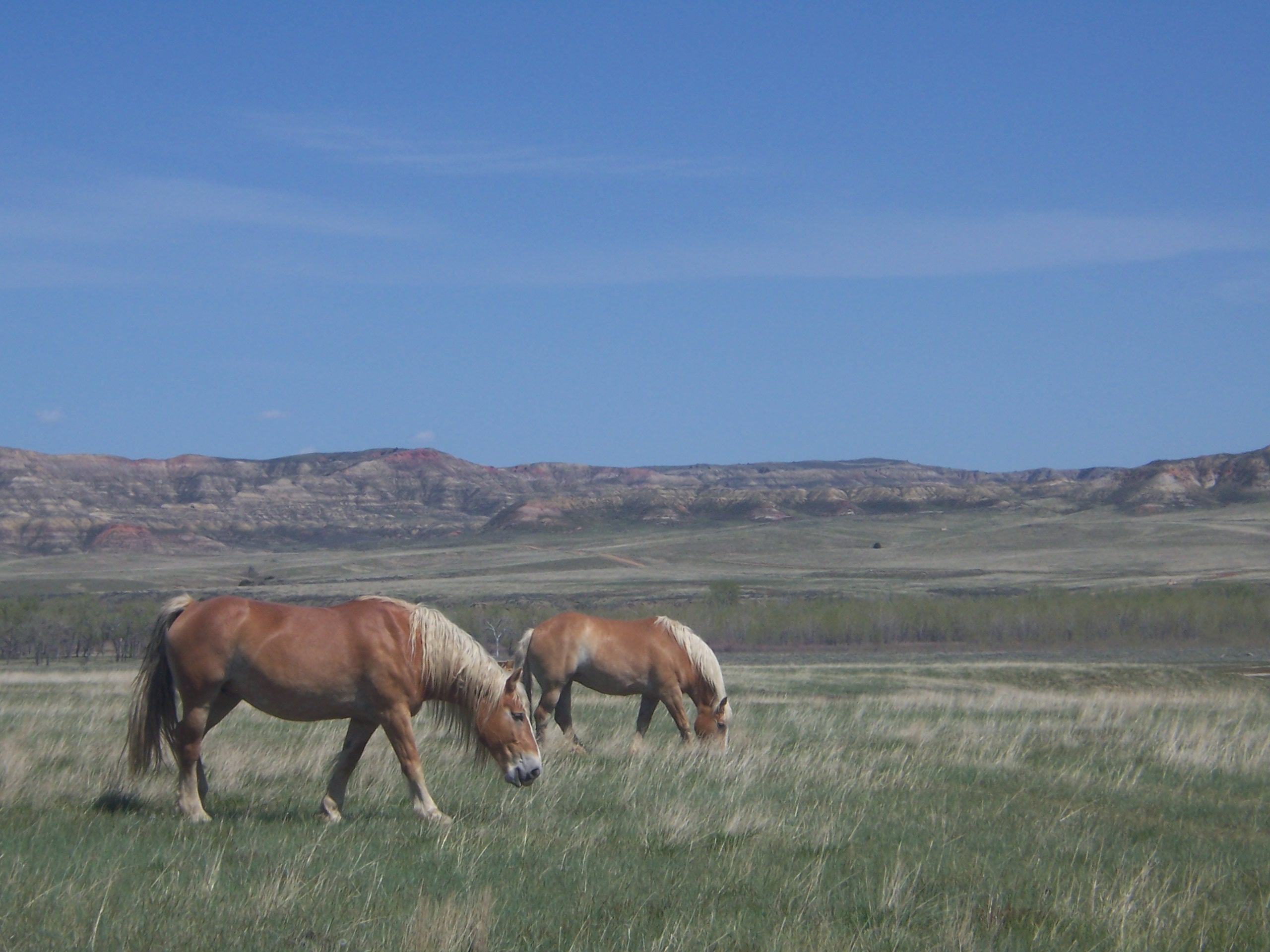 Nannette's Cowboy Range RV Camp