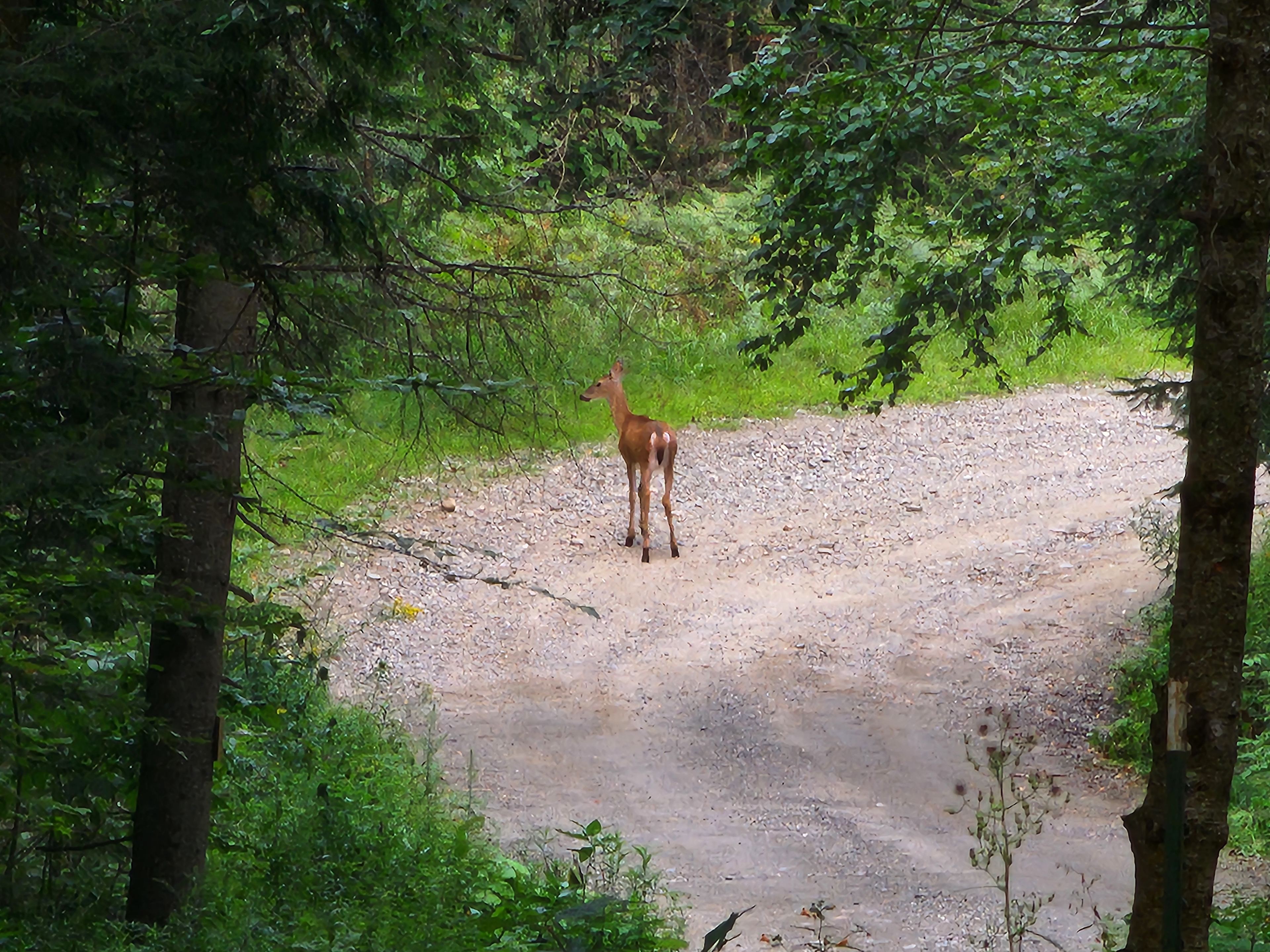 Wild North Farm & Primitive Camping