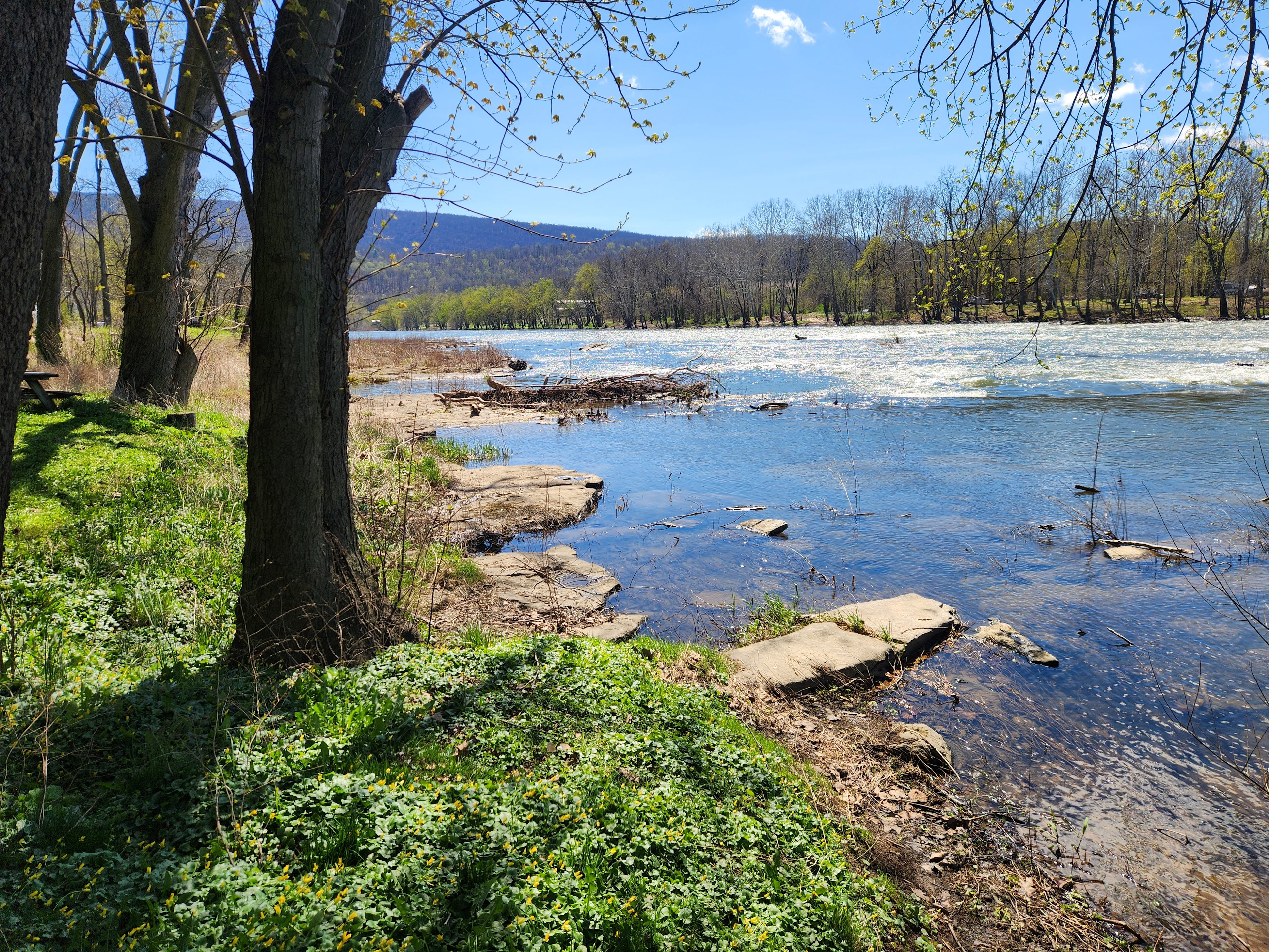 Juniata River Bank Campsite
