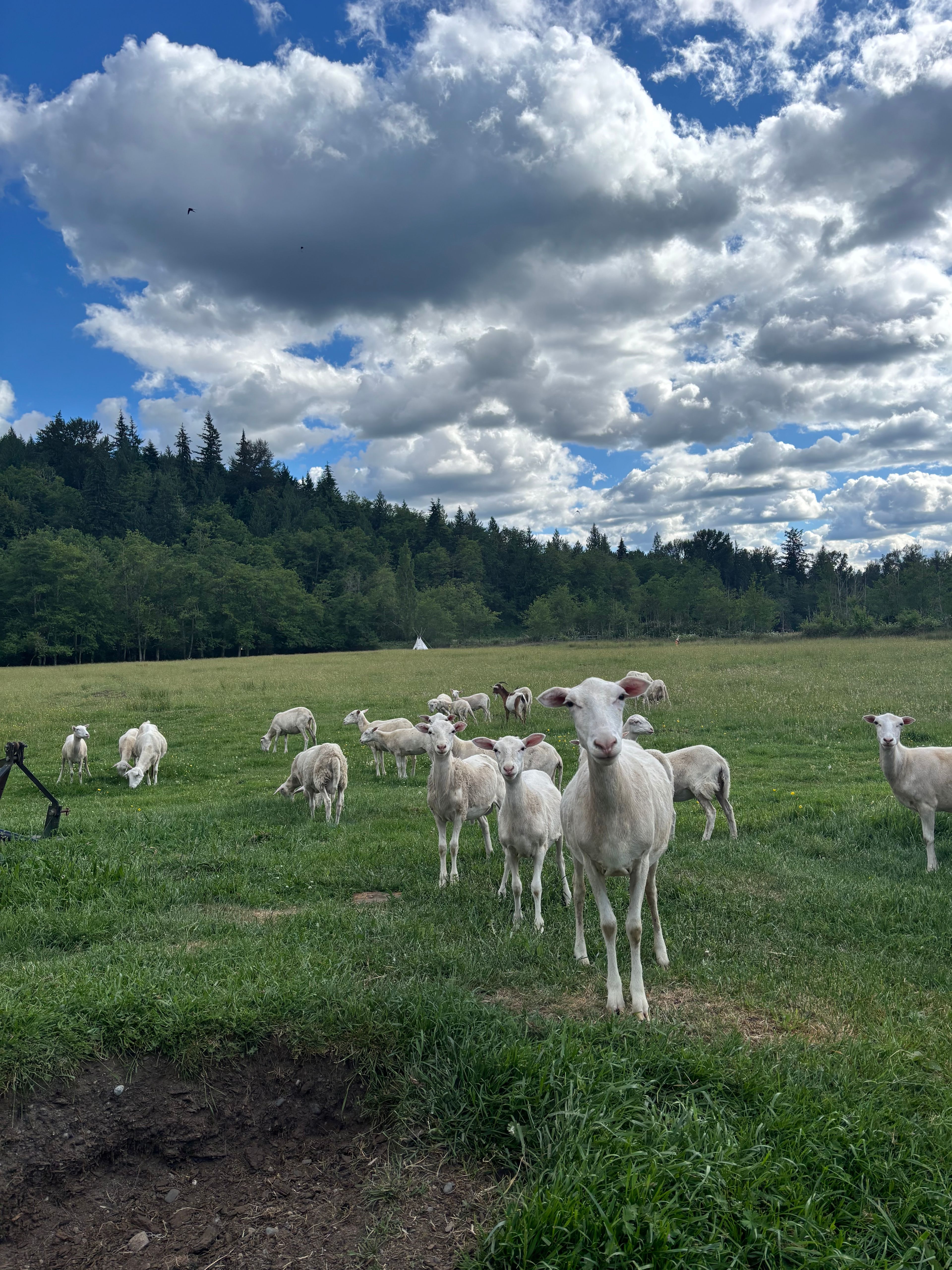 The Khohay Farm