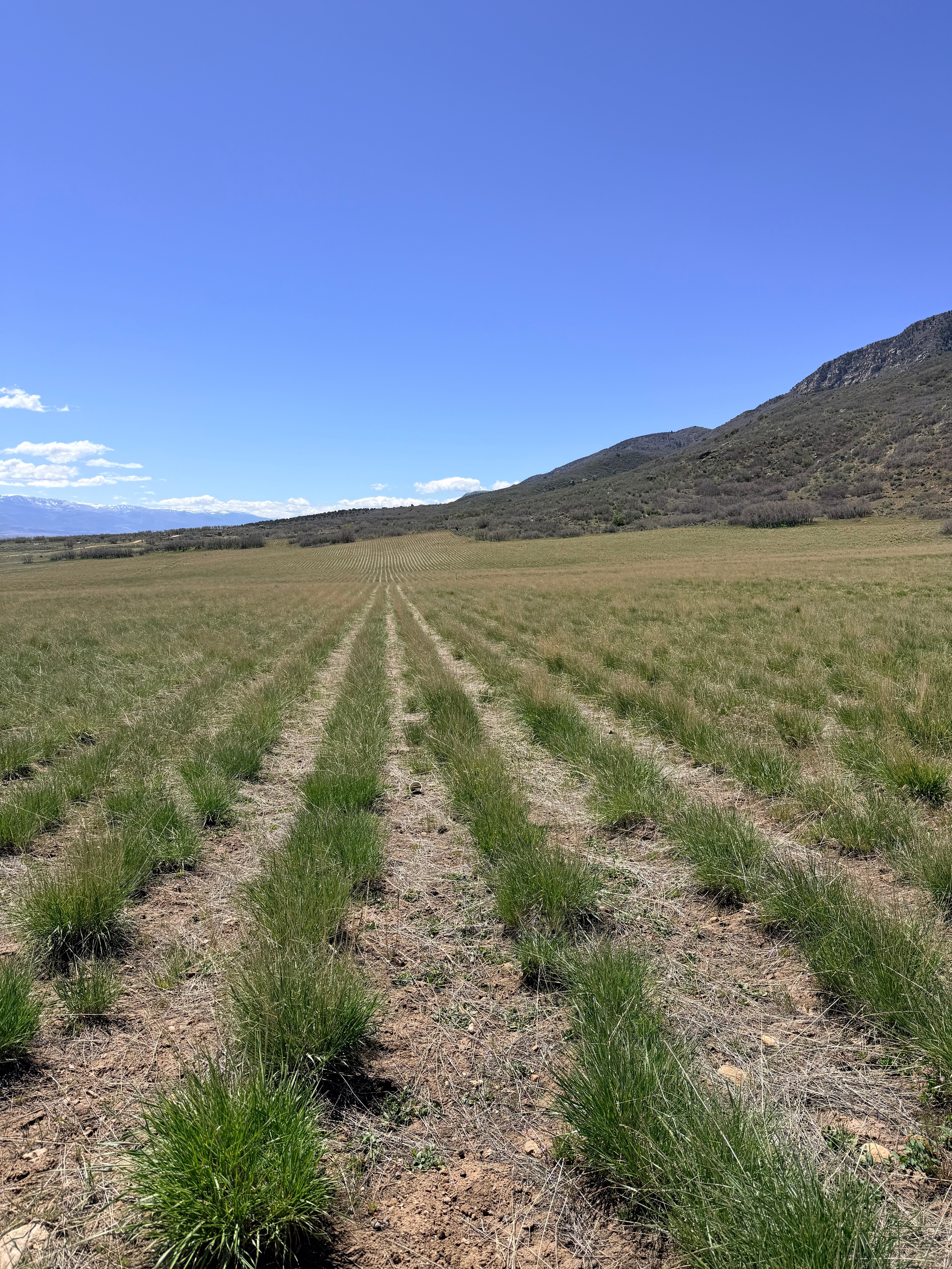 The natural hillside backdrop rising directly behind the campsites — scrub oak, sagebrush, and wildlife habitat just steps from where you'll sleep