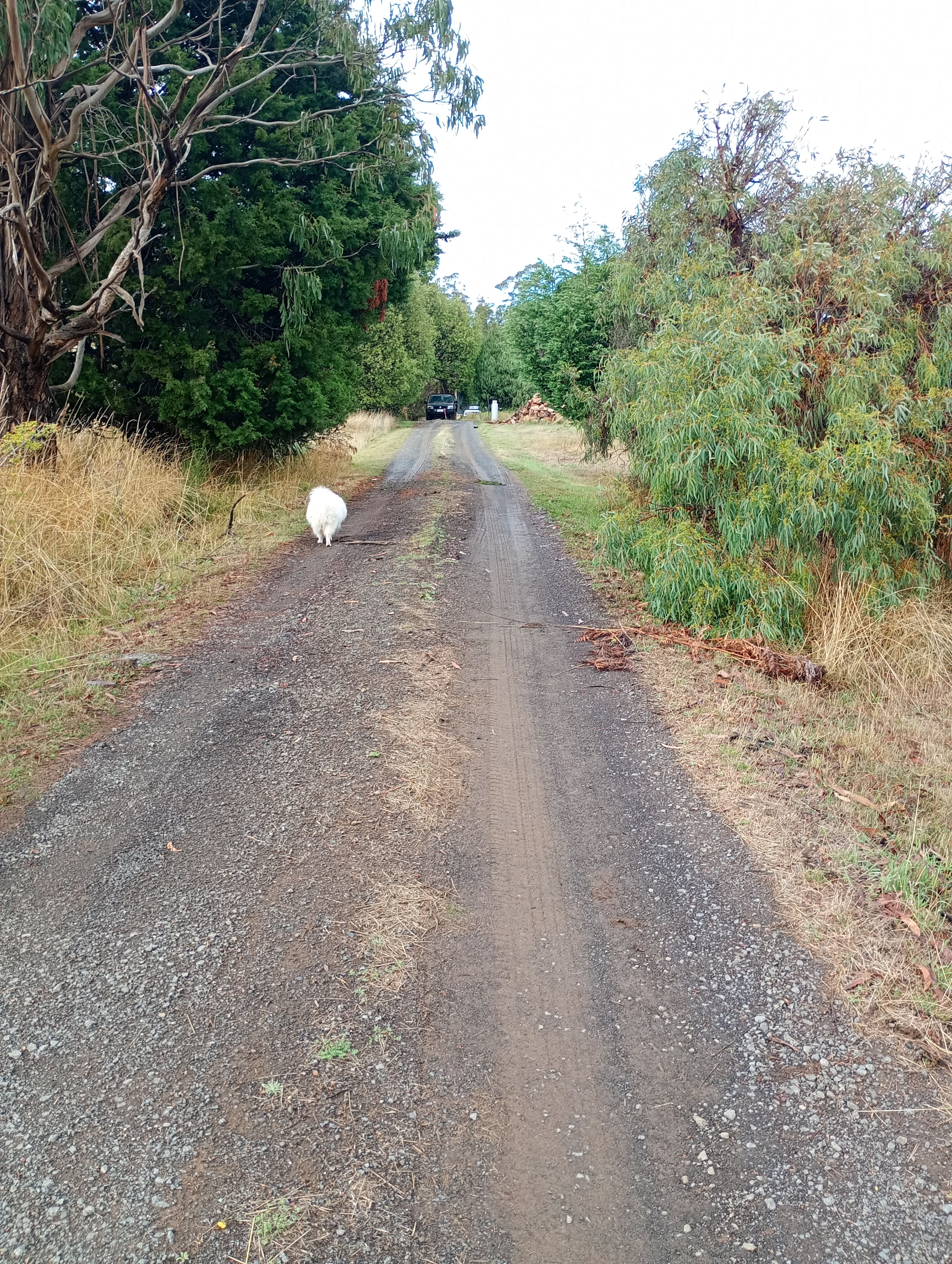 On The Hill in Patersonia campground