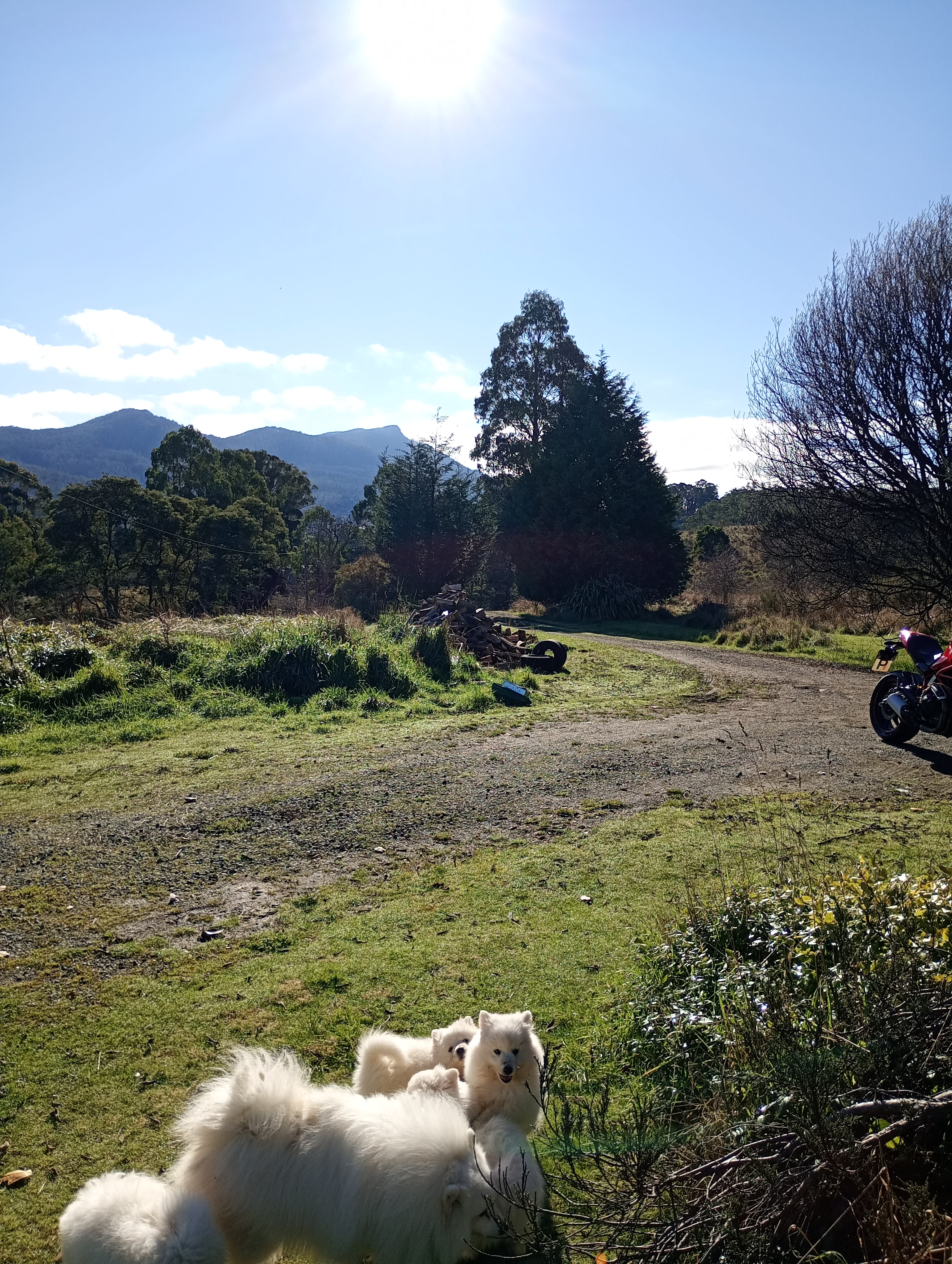 On The Hill in Patersonia campground