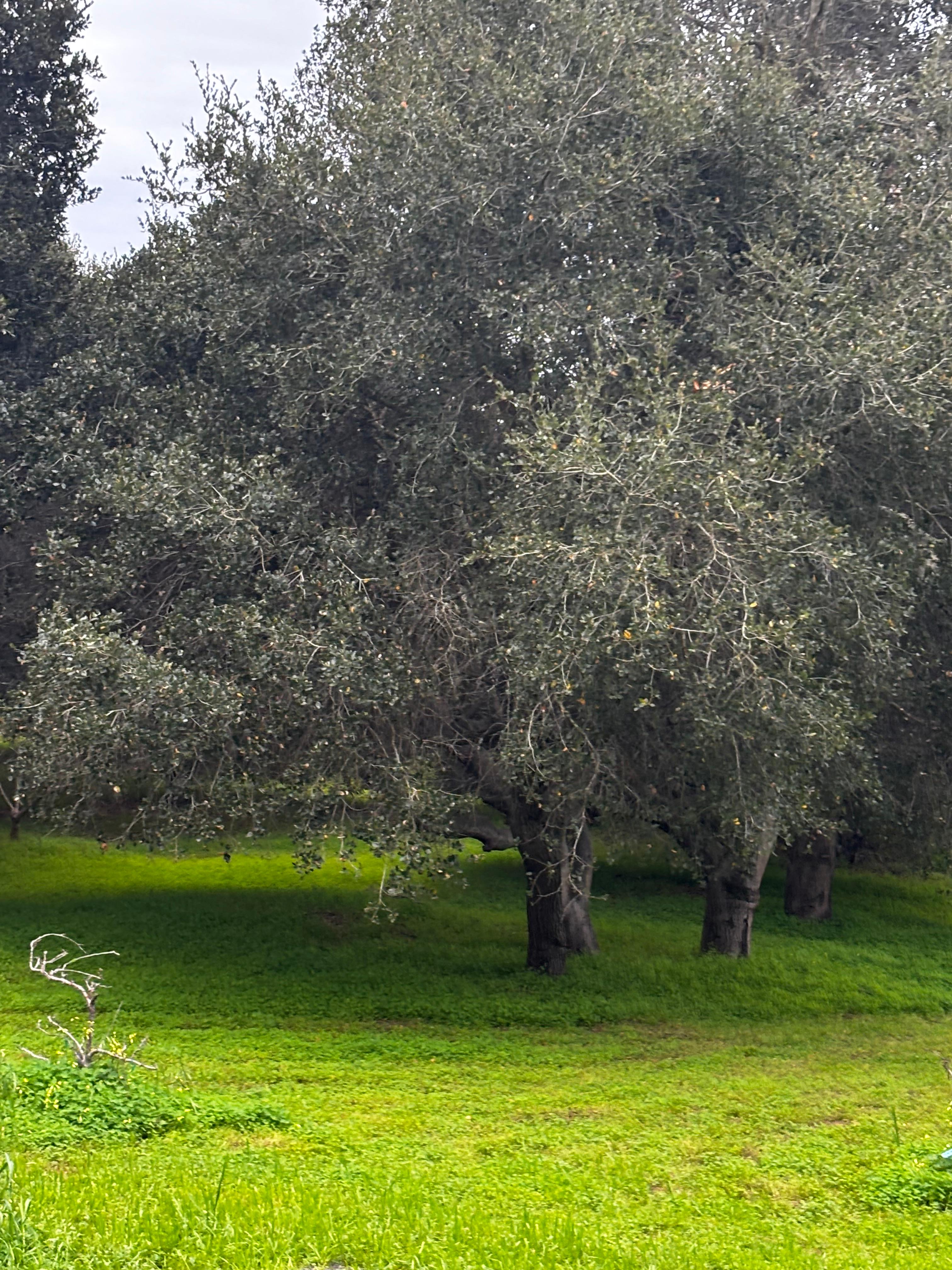 Ceralde Farms