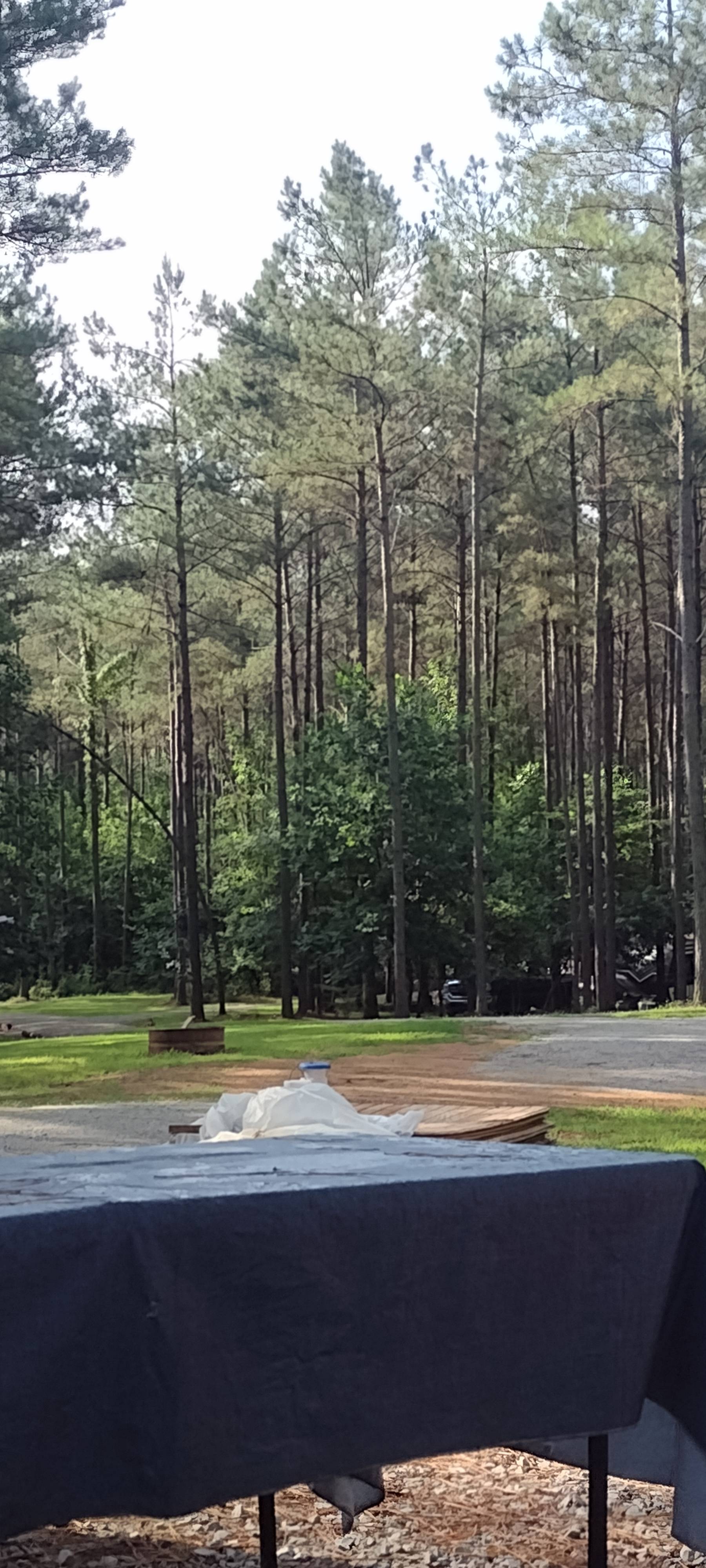 Dancing pines