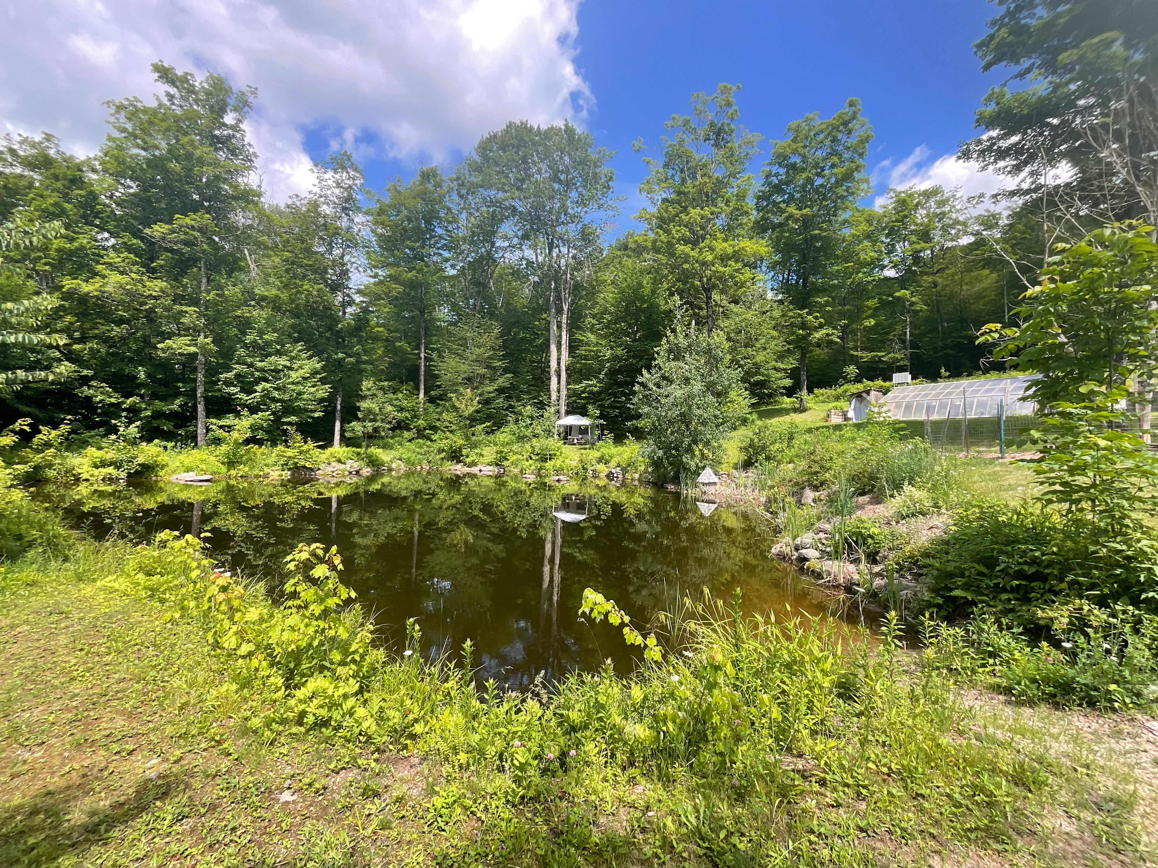 Burr Oaks Forest secluded campsites