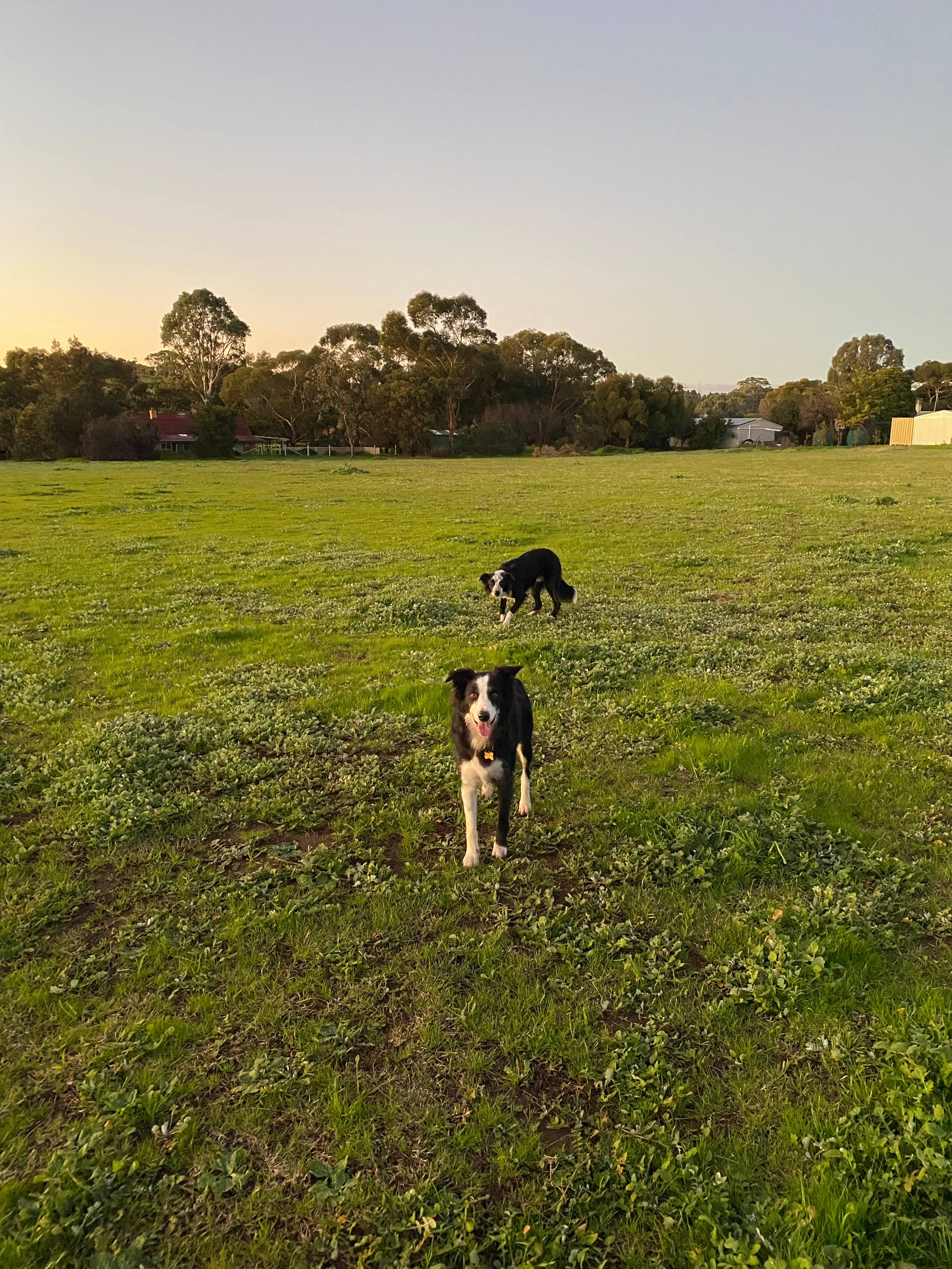 Six Strings - McLaren Vale Vineyard