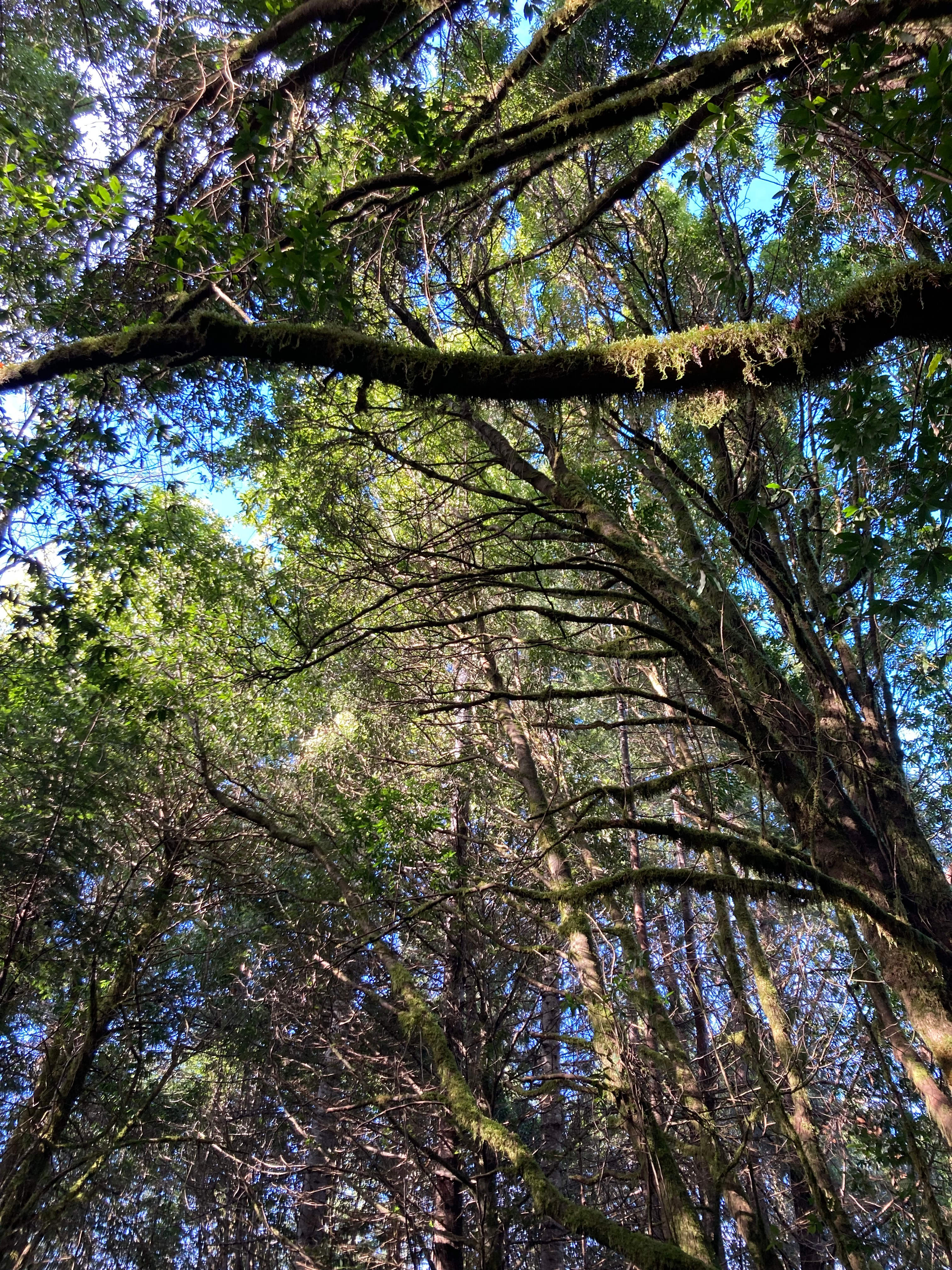Redwood Forest Retreat
