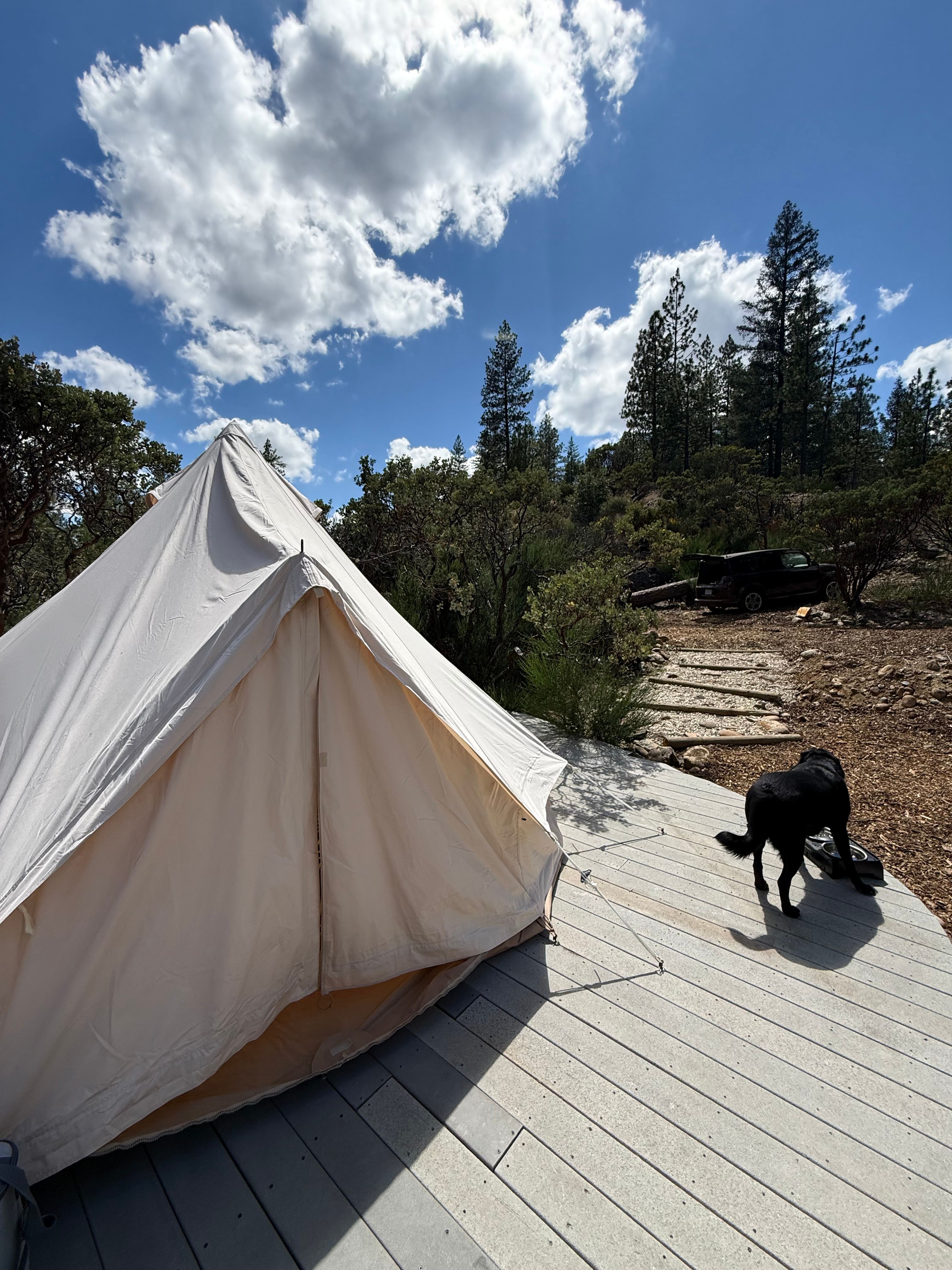 Dog friendly site