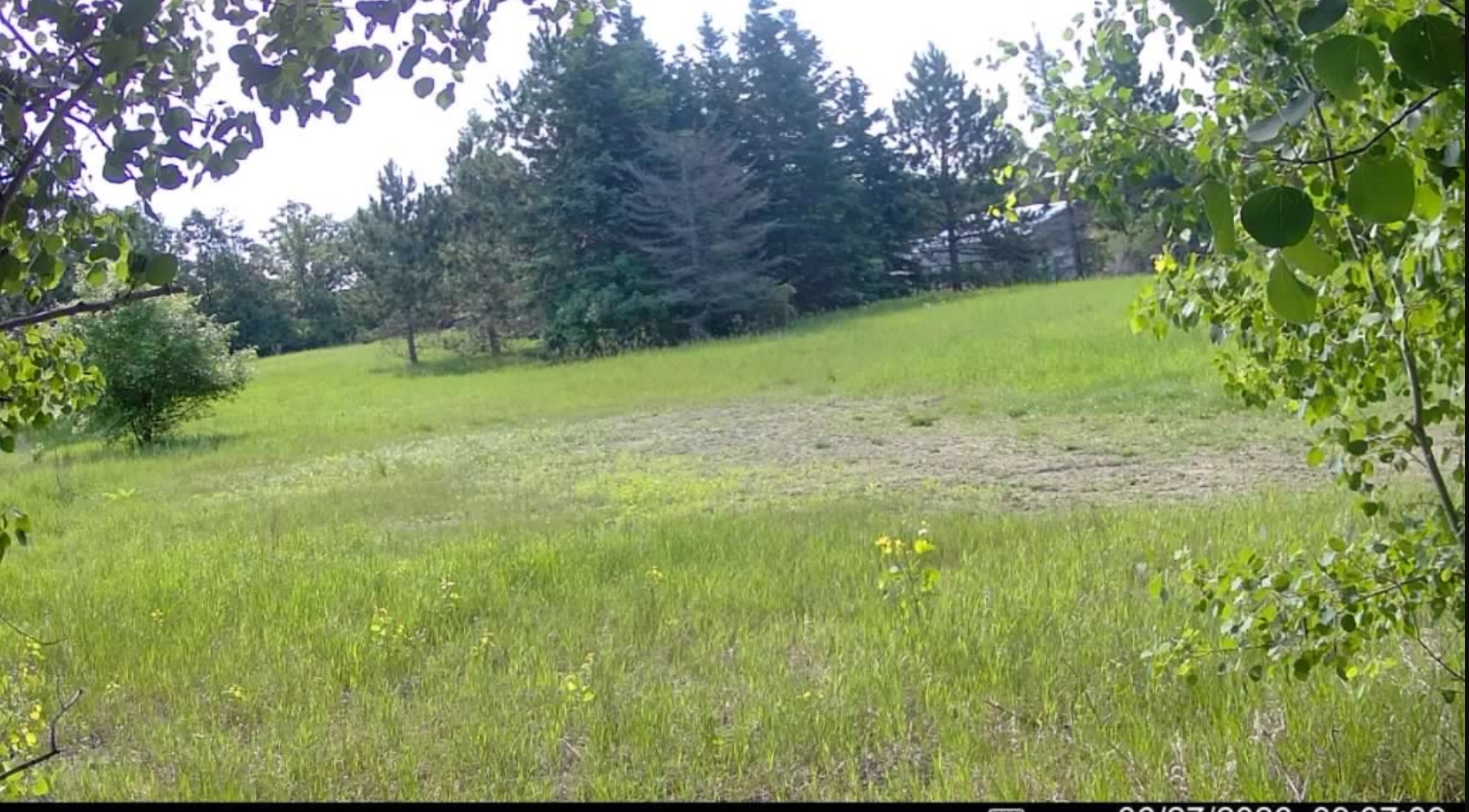 Muninn Meadow