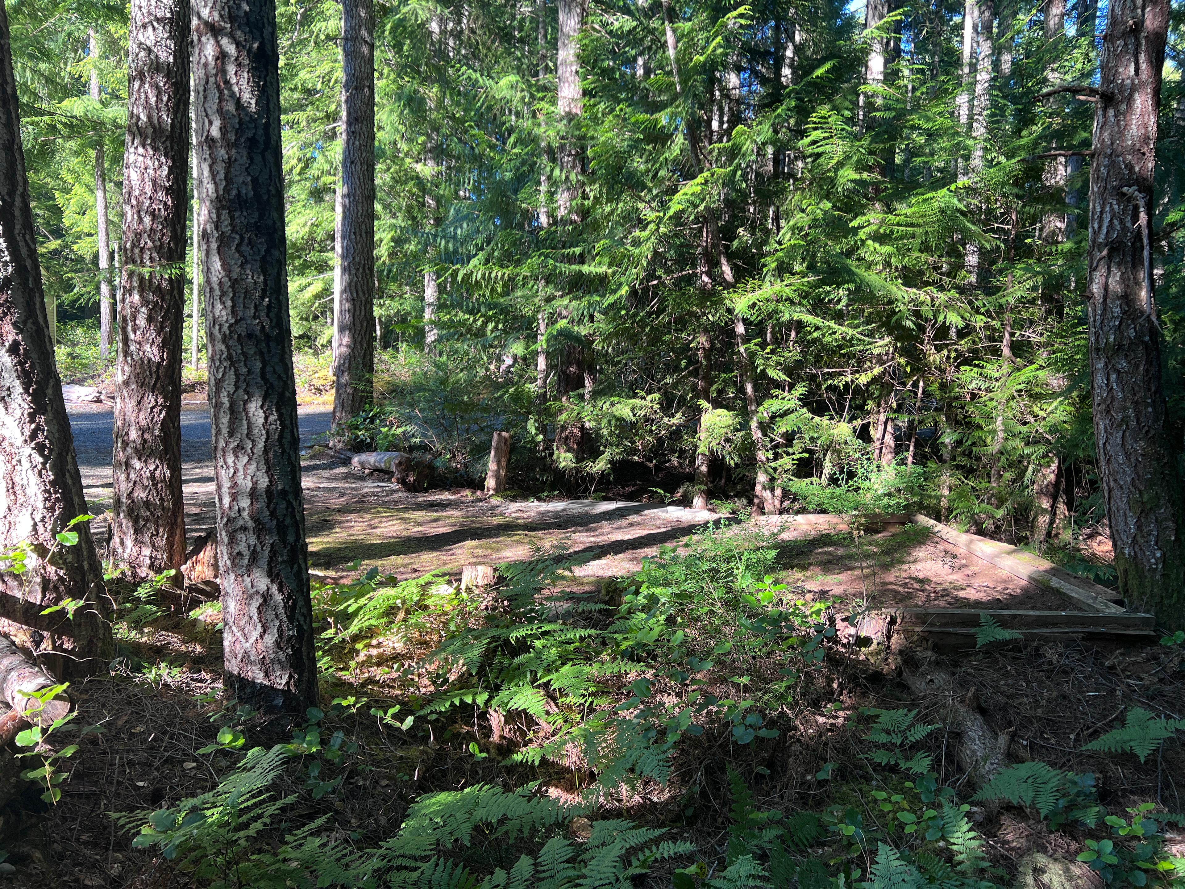 Qualicum Falls Forest Pad