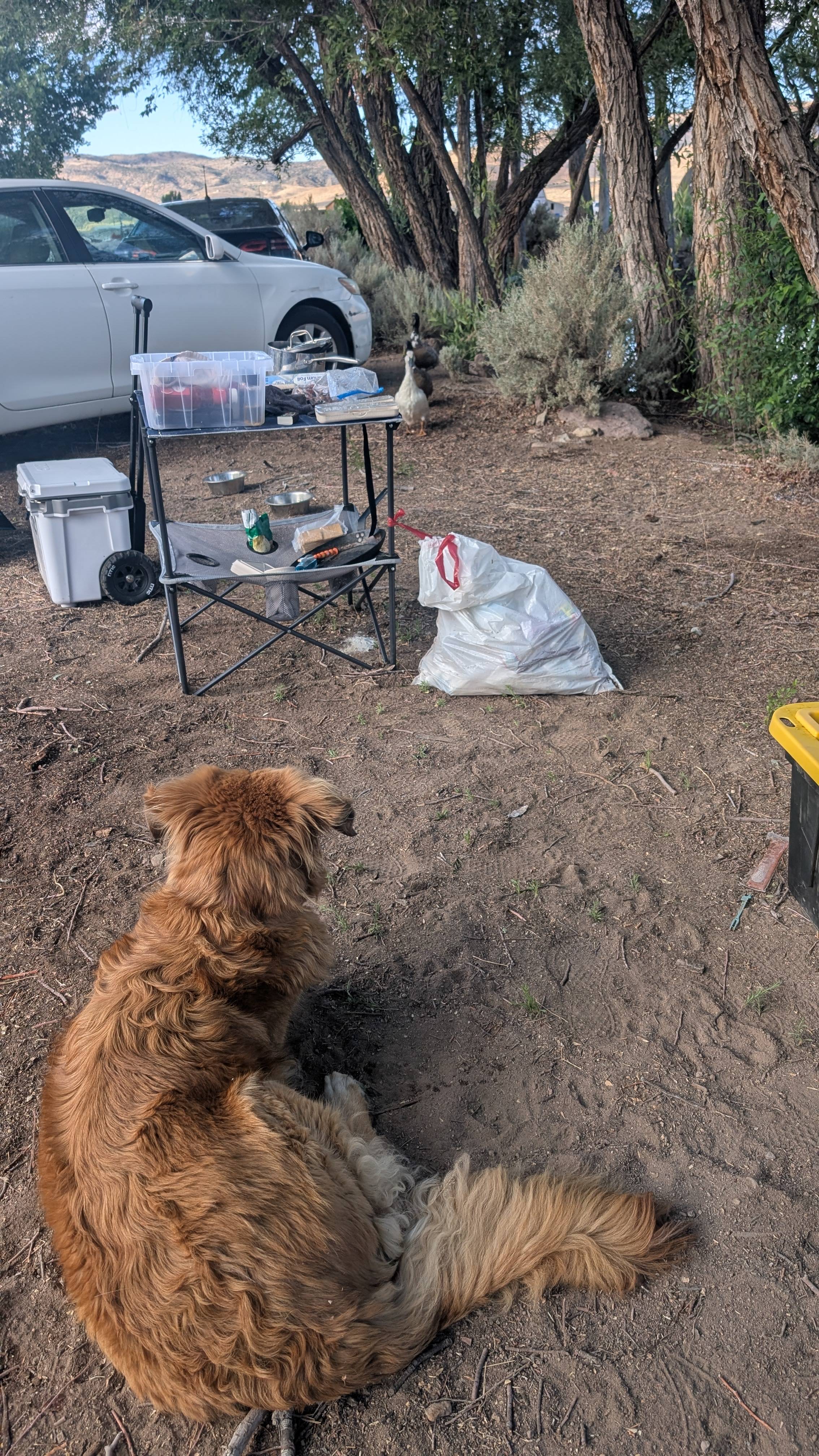 Dog and Duck